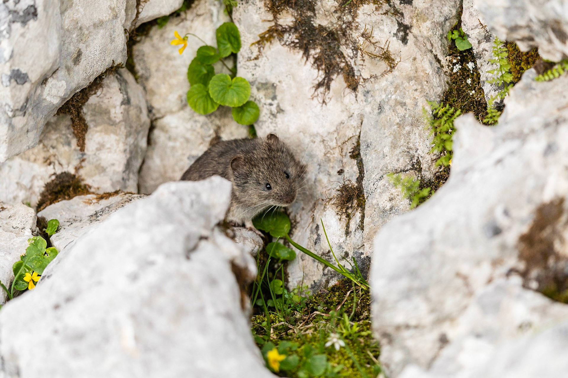 Eine Schneemaus im Sommerkleid am Schneibstein.
