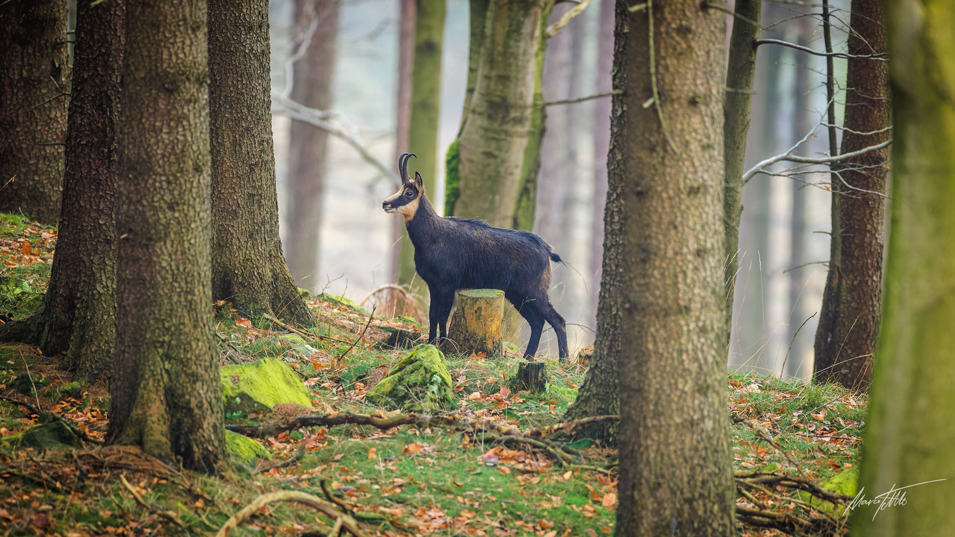 Gamsbock in den ausgedehnten Wäldern um den Ahrenberg