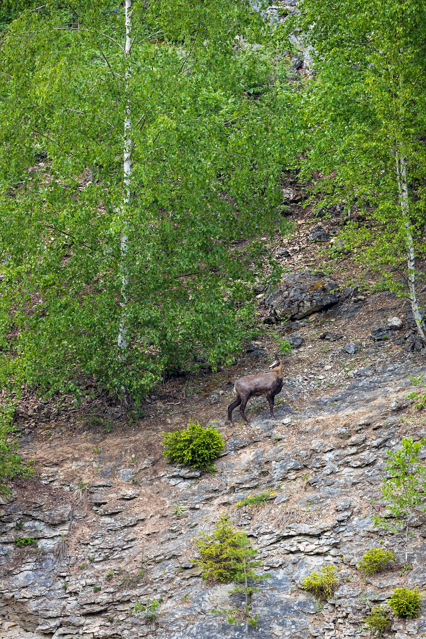 Gamsgeiß im Mittelgebirge.