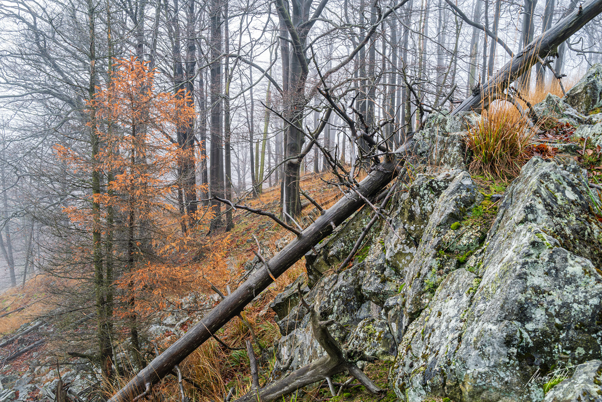 Typischer Gamslebensraum auf den Böhmischen Basalkuppen