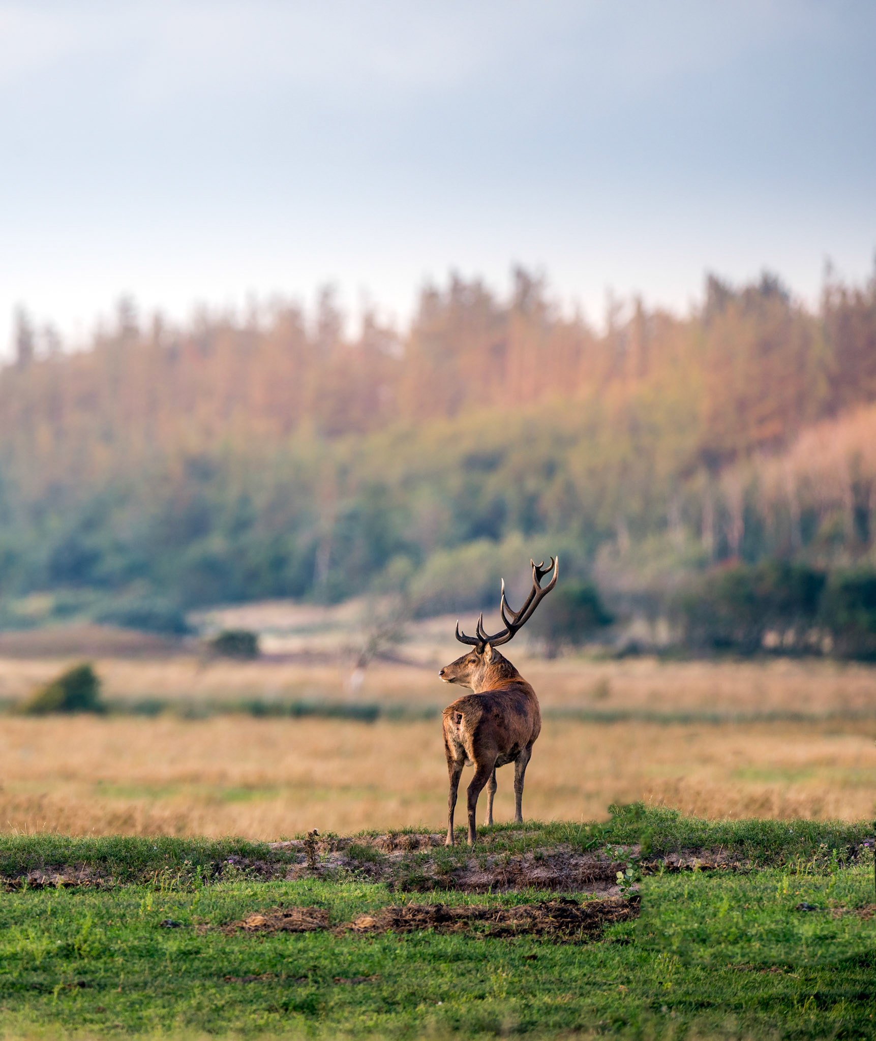 Alter abnormer Rothirsch