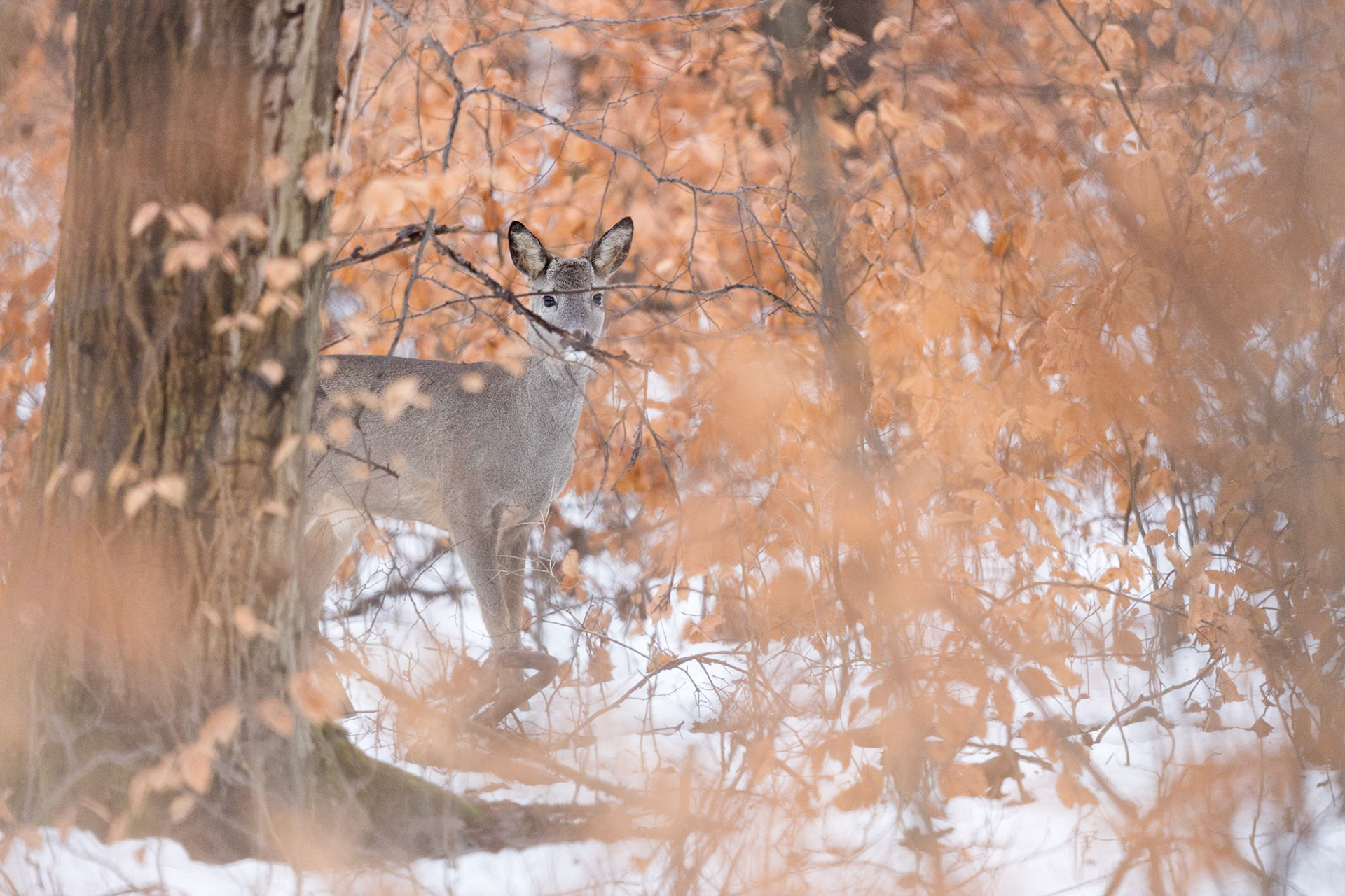 Bockkitz sichert in von Buchenblättern rot verfärbtem Laubwald im Winter im Schnee
