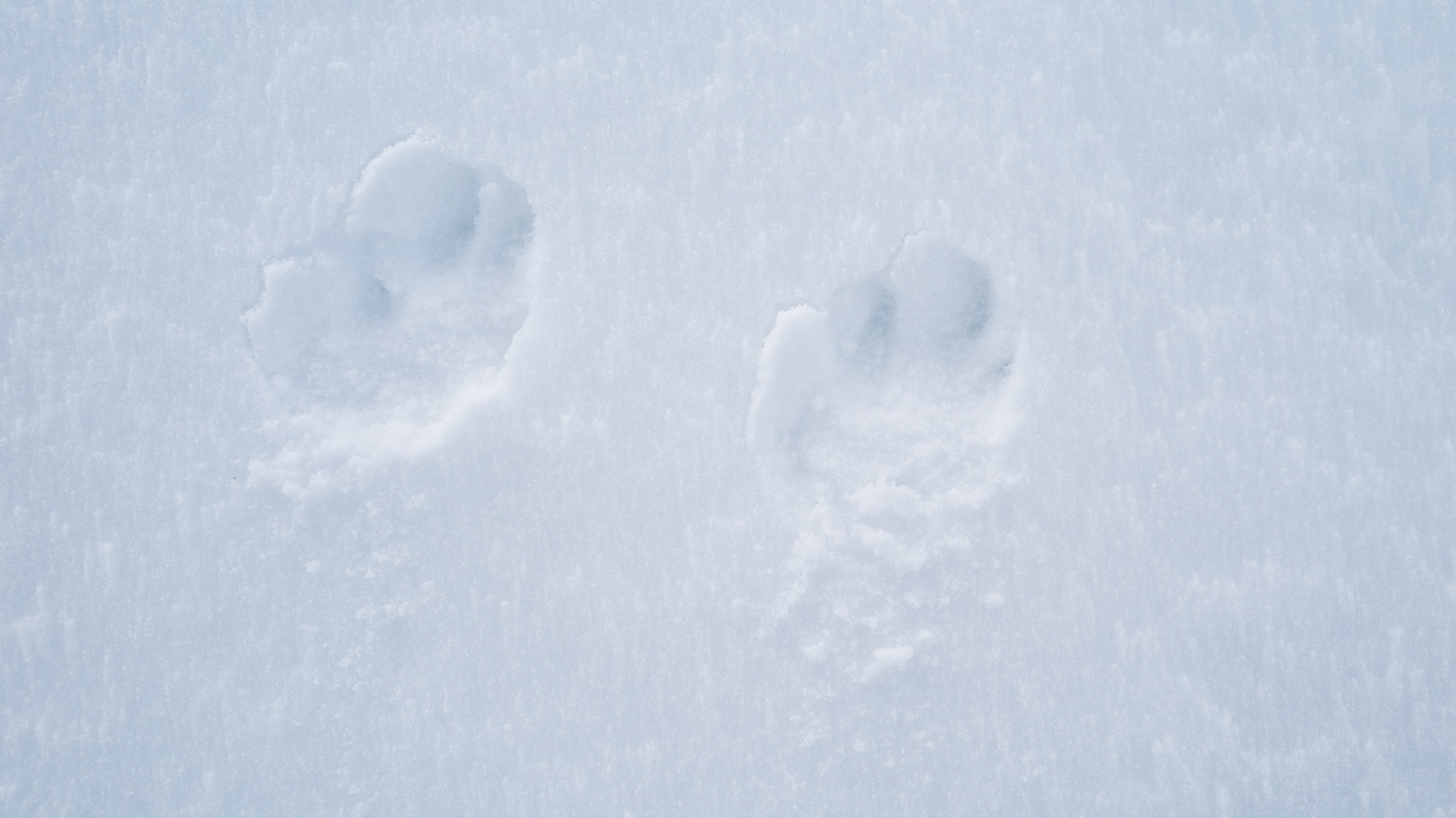 Frische Spur eines Schneehasen im Pulverschnee.