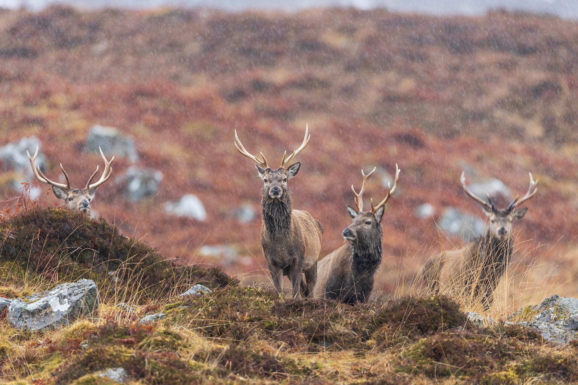 Ein Rudel junger Hirsche