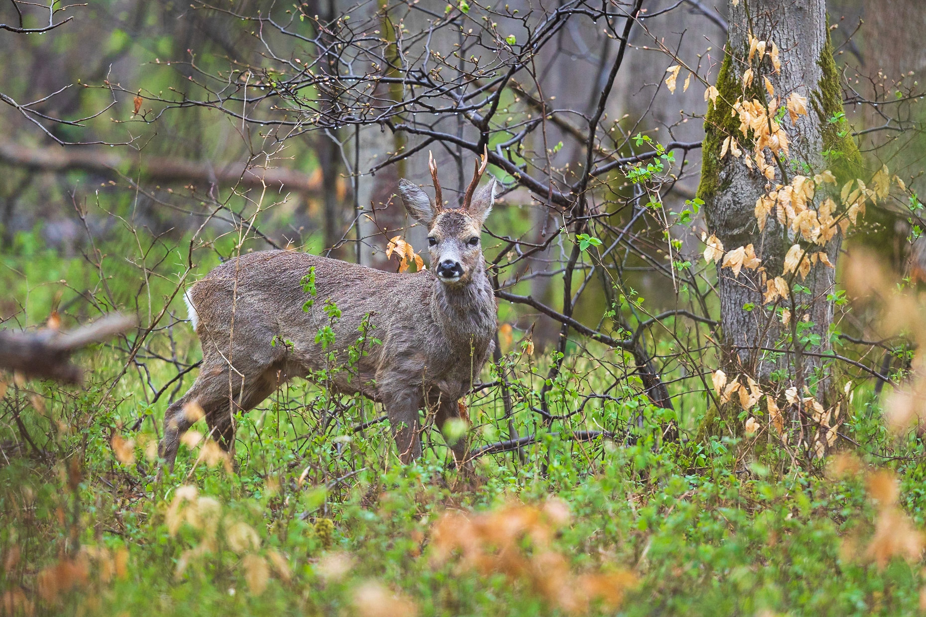 Alter Rehbock mit glatten Stangen im ergrünenden Frühlingswald im Regen