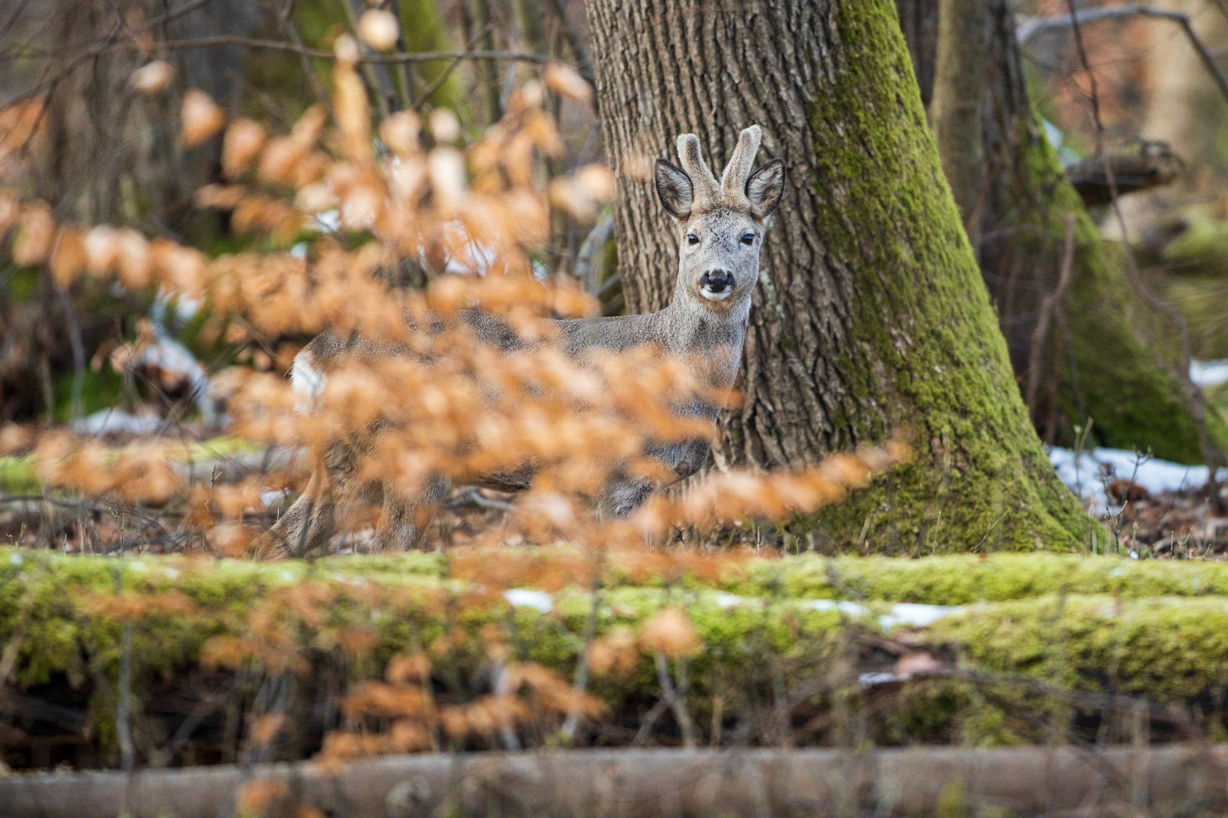 Alter Rehbock im Bast verhofft in Hochwald mit Altschnee