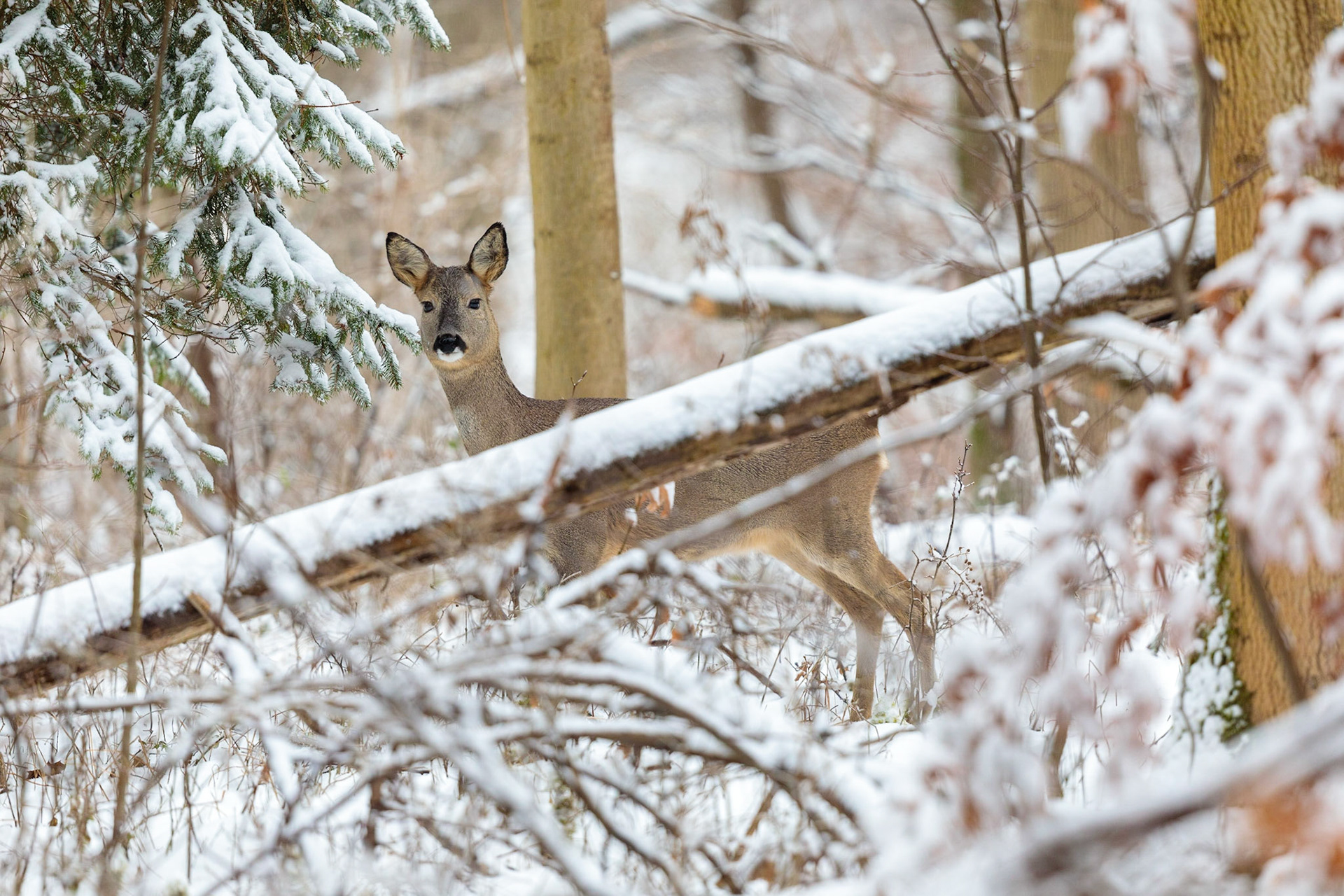 Ein Schmalreh sichert vor einem umgestürzten Baumstamm in den verschneiten Winterwald