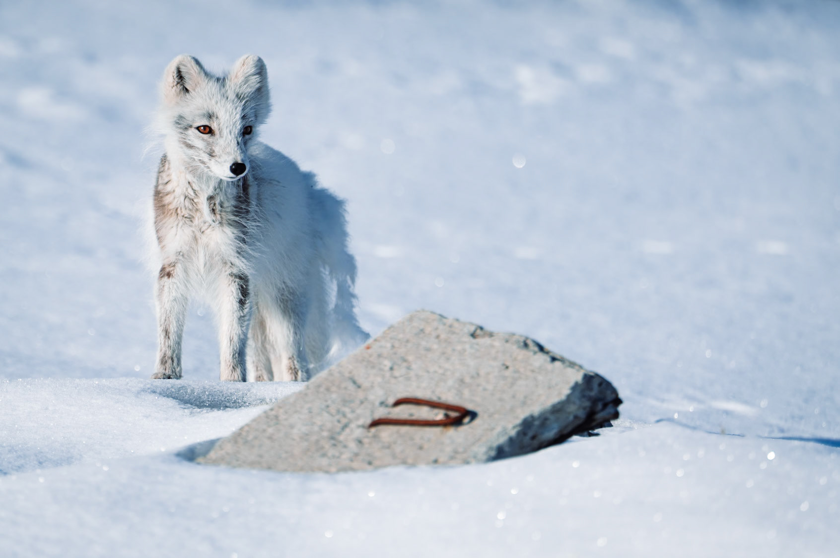 Ein Polarfuchs mit hellem Winterfell steht neben einem Betonblock im Schnee. Der Block enthält ein altes Metallstück.