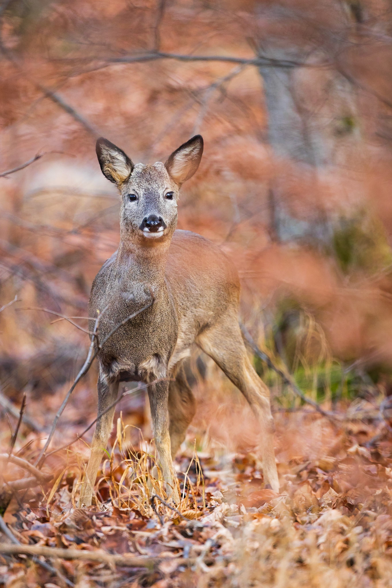 Alter Rehbock im Bast (Knöpfe) sichert durch rtes Buchenlaub