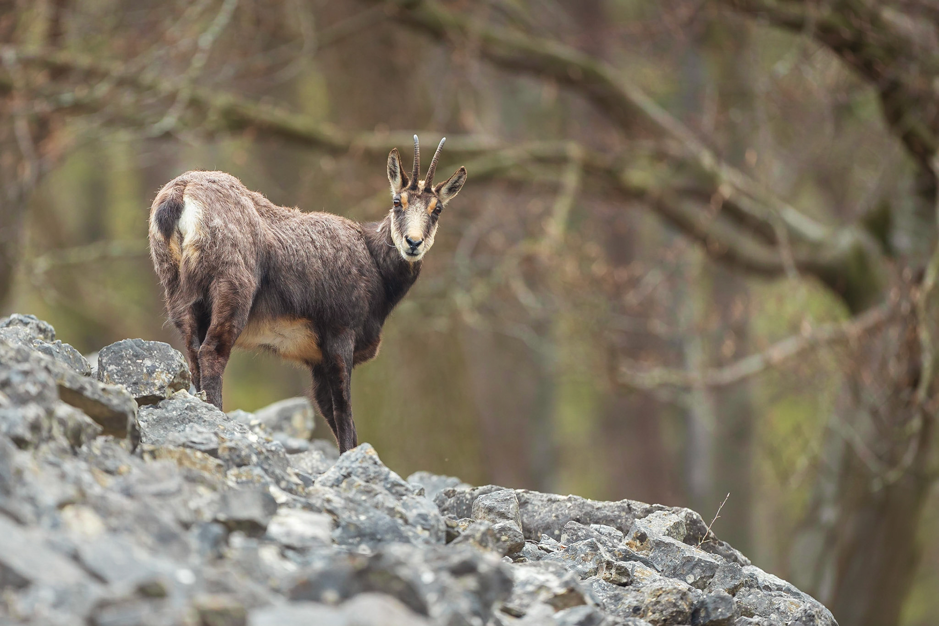 Junge Gamsgeiß im Altmühltal.