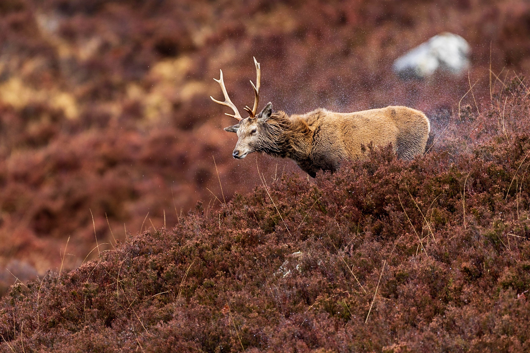 Ein junger Hirsch schüttelt sich nach einem Regenguss