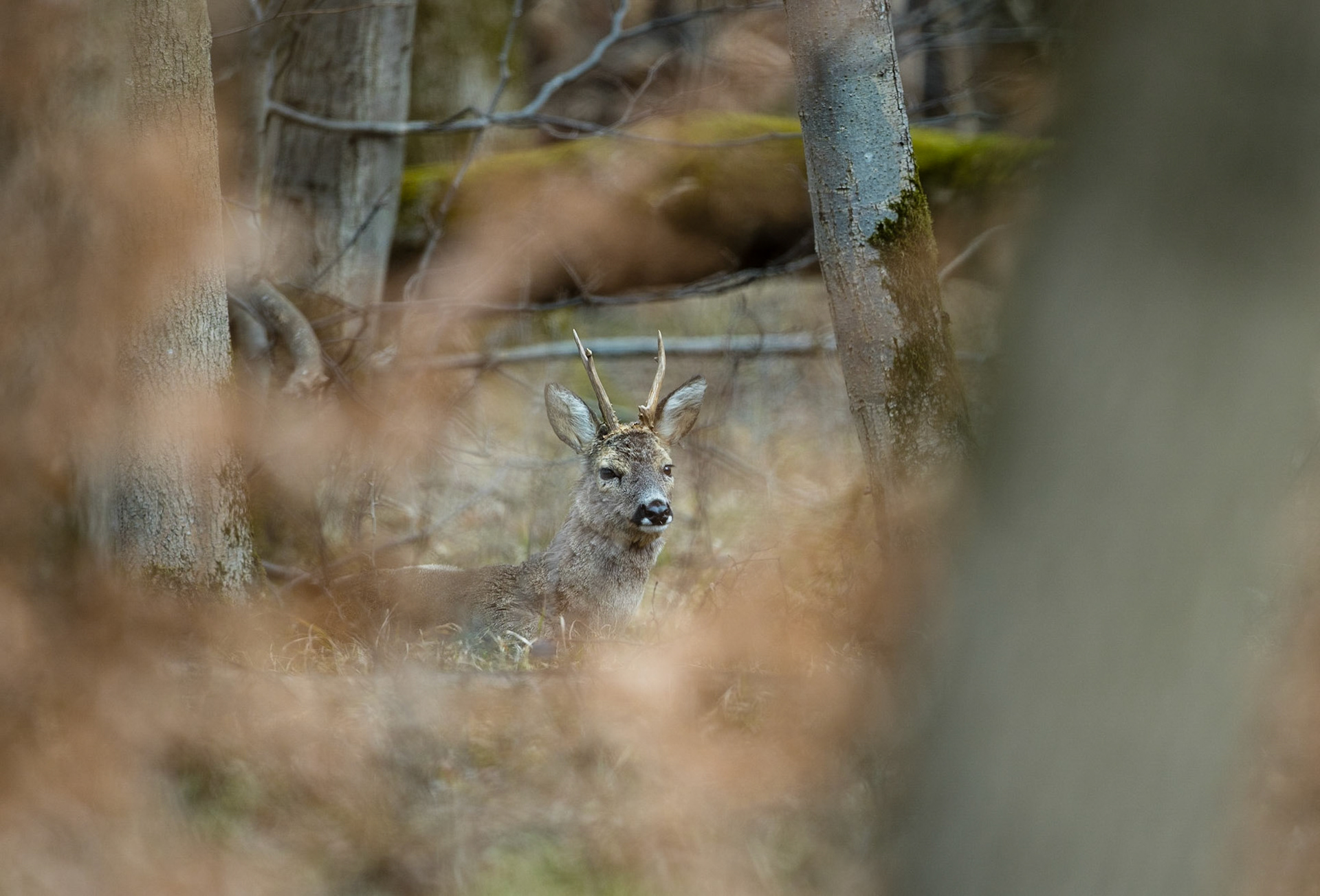 Frisch verfegter und leicht abnormer Rehbock ruht im Altholz