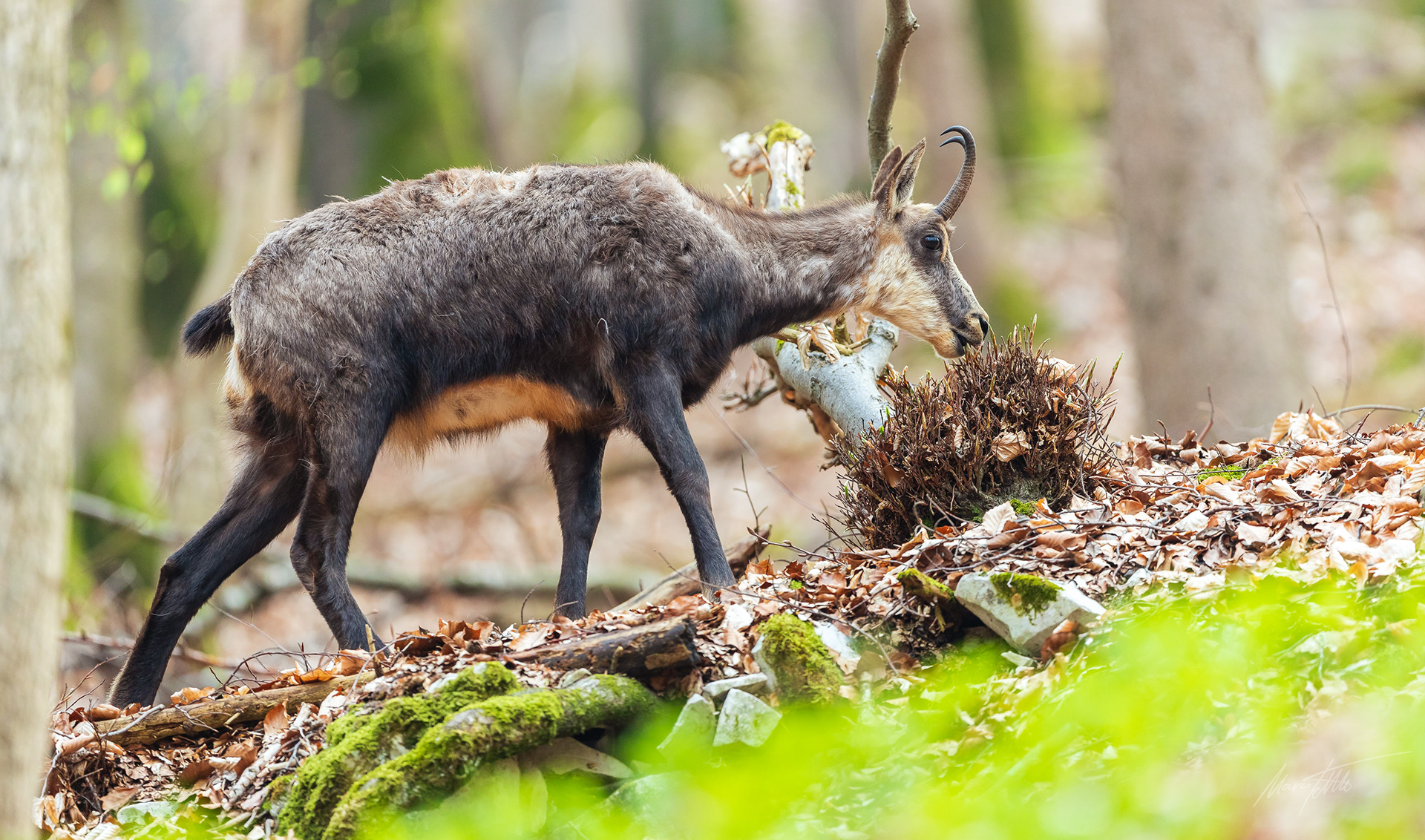 Gamsgeiß verbeisst Buchenknospen.