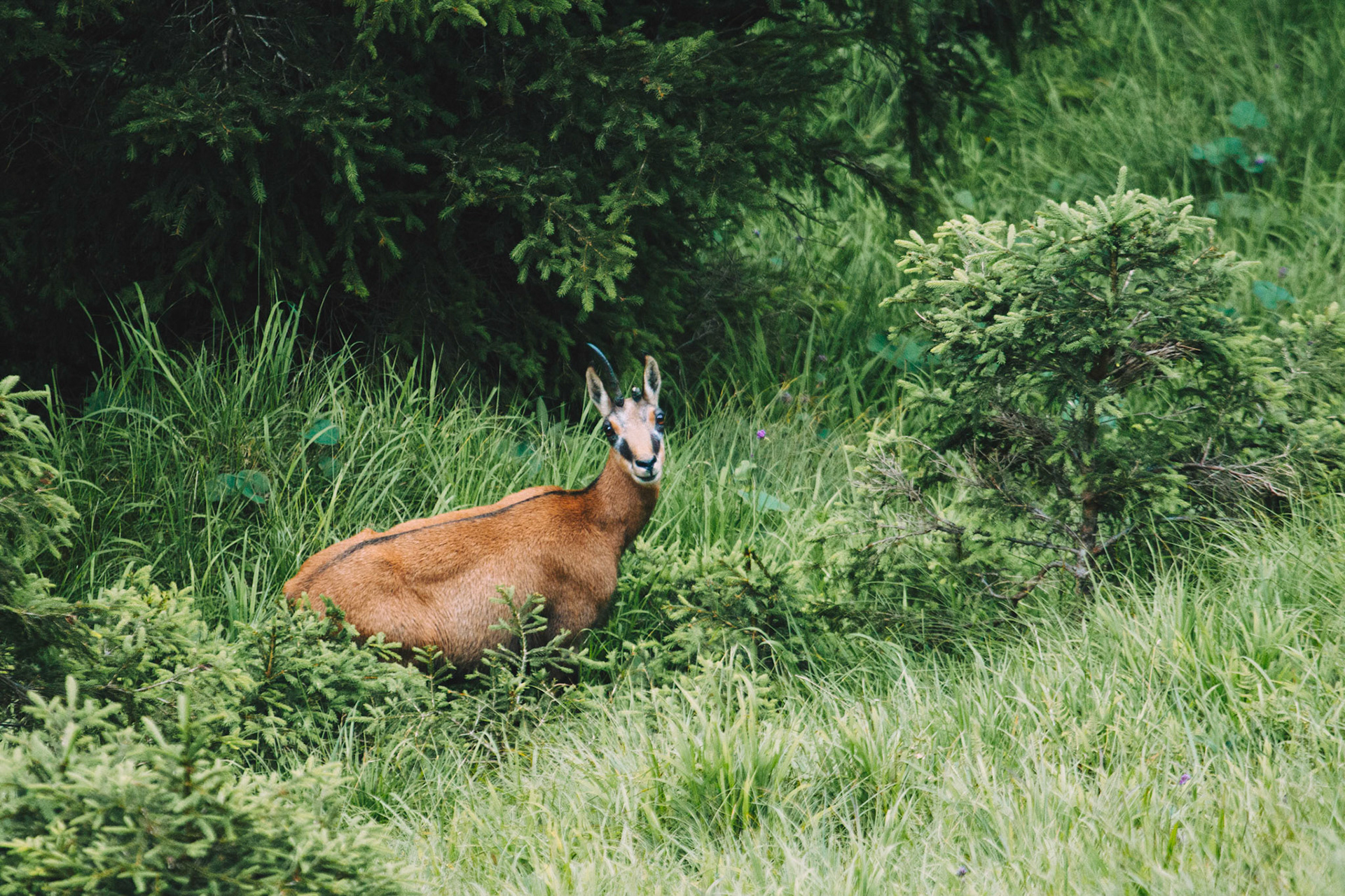 Uralte Gamsgeiß mit abgebrochener Krucke.