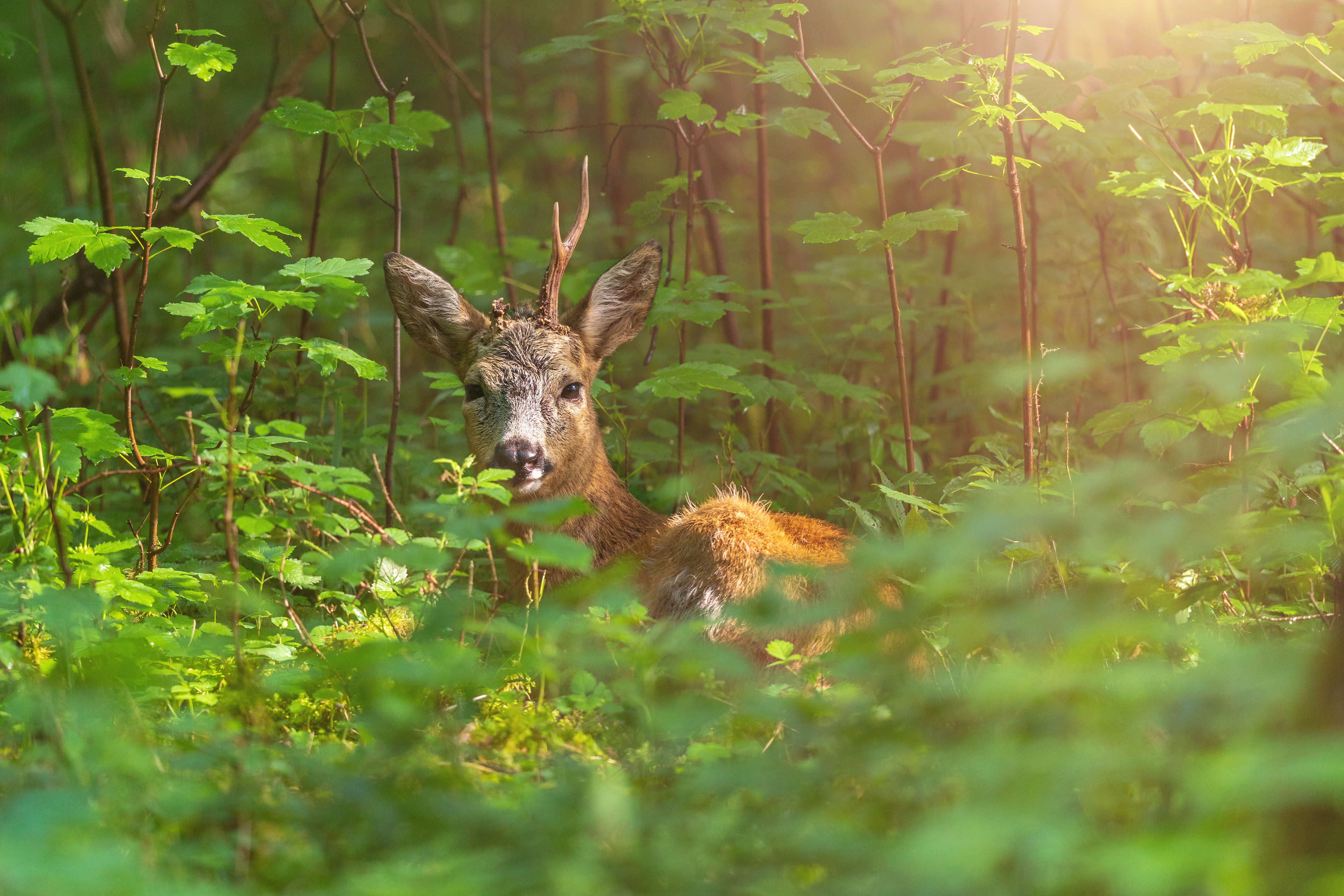 Nymphenburger Schlosspark: Der Badenburgbock. Seine Abnormität rührt durch einen verkrüppelten Hinterlauf.
