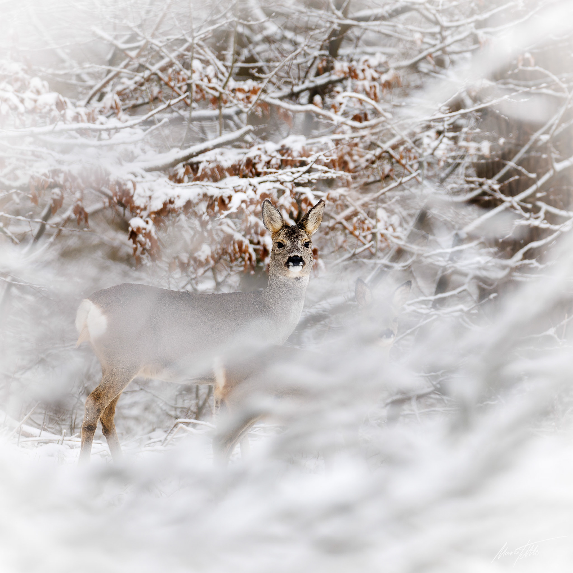 Rehgeiß im Nymphenburger Schlosspark - Leica SL2-S