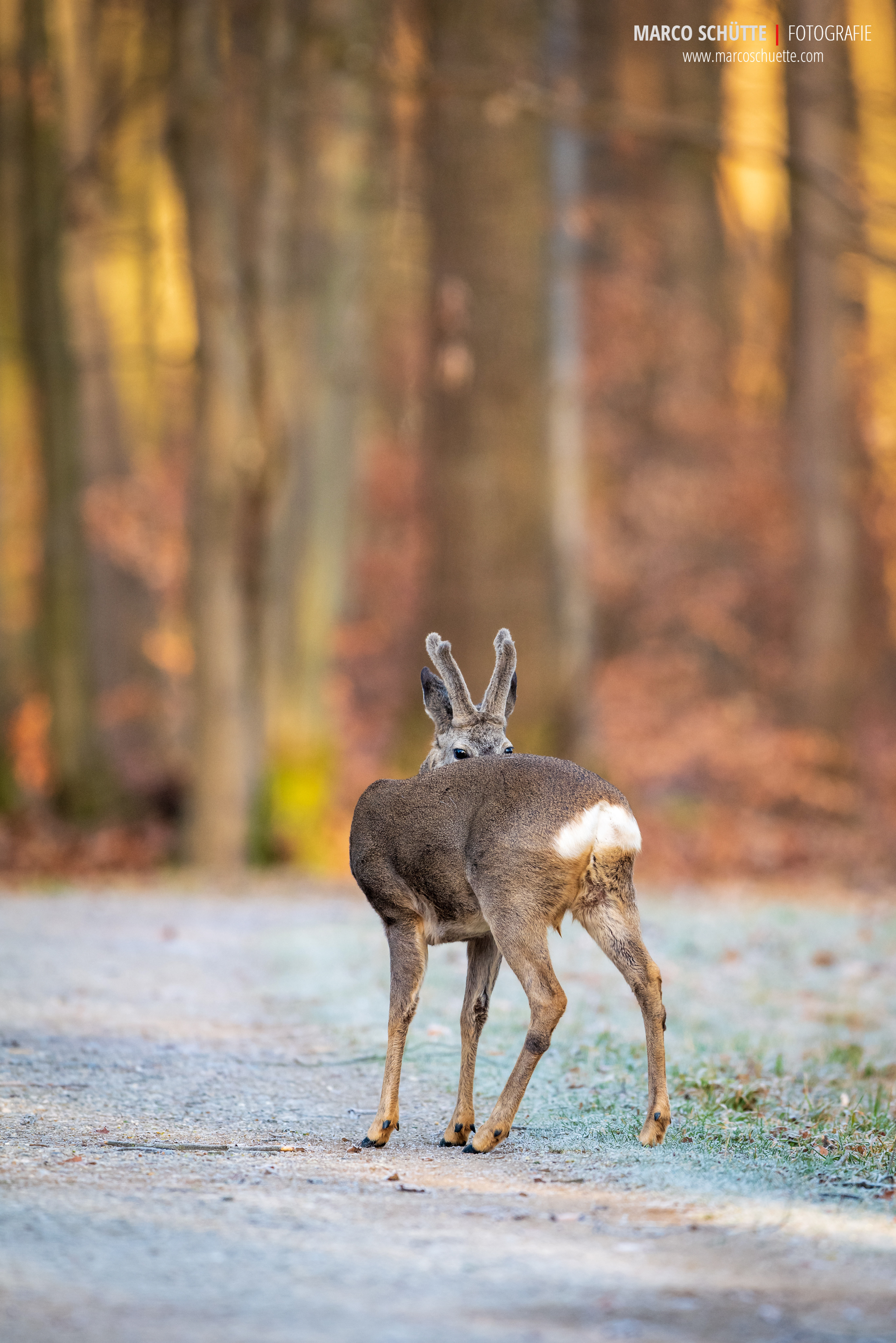 Der Hartmannshofer Bock.