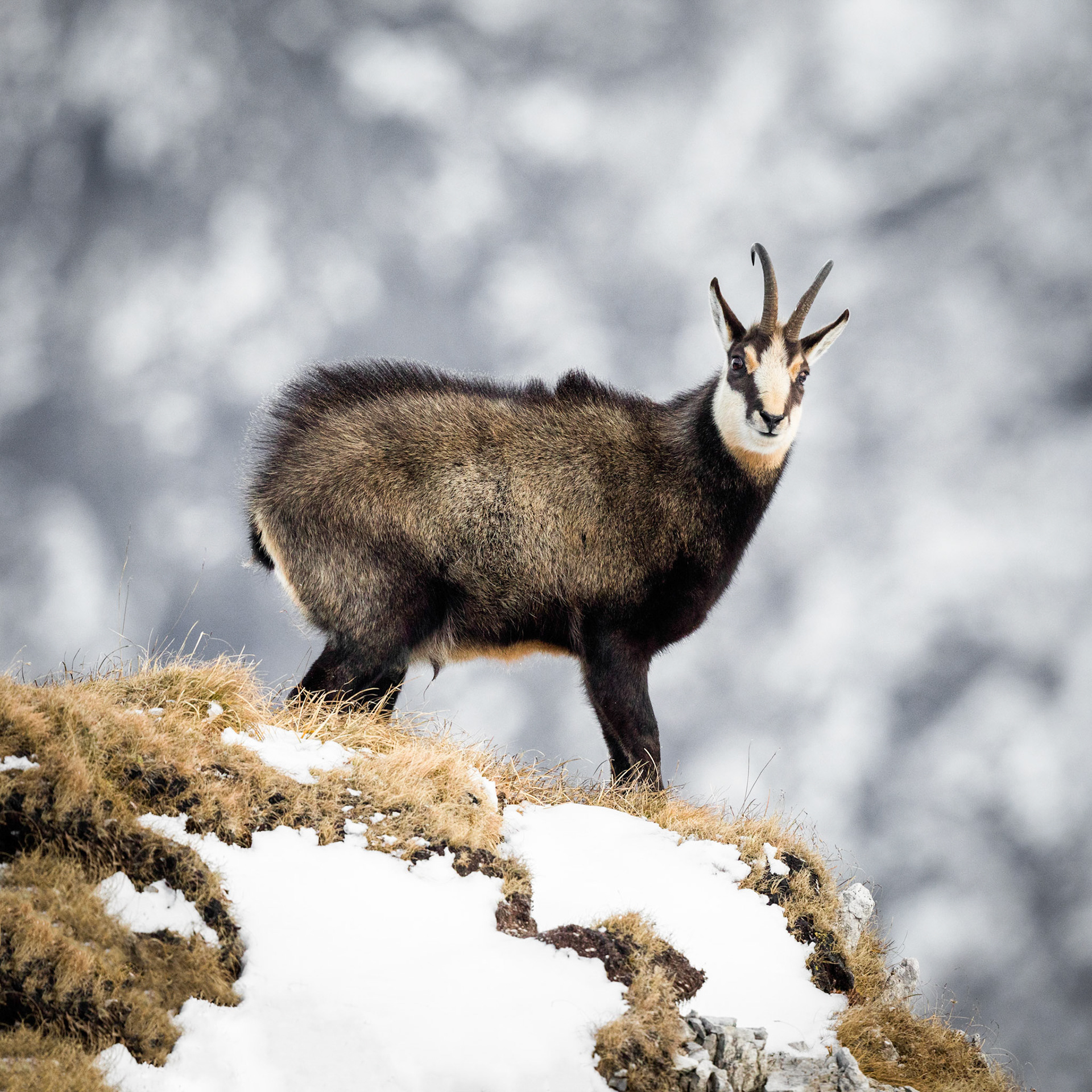 Brunftender Gamsbock.