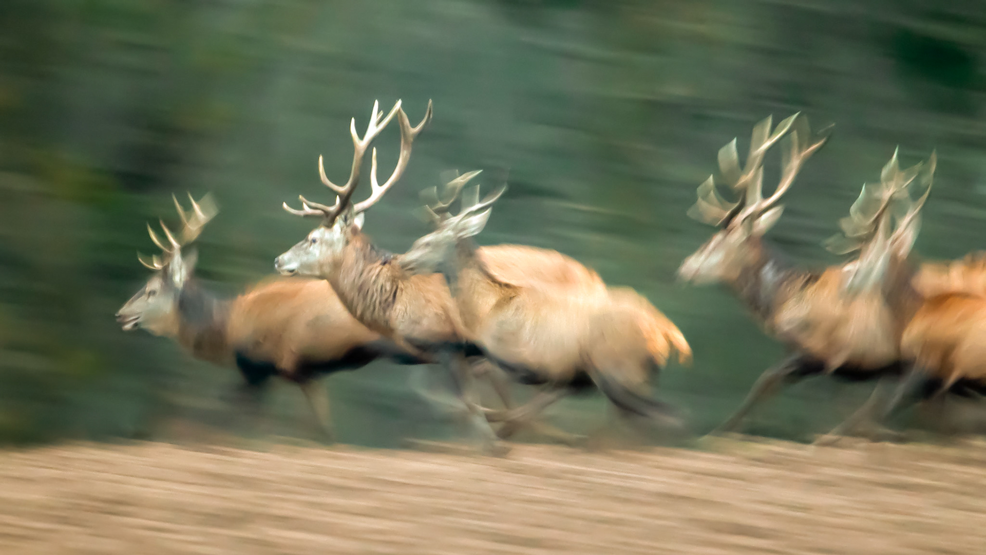 Ein Rudel flüchtender Rothirsche