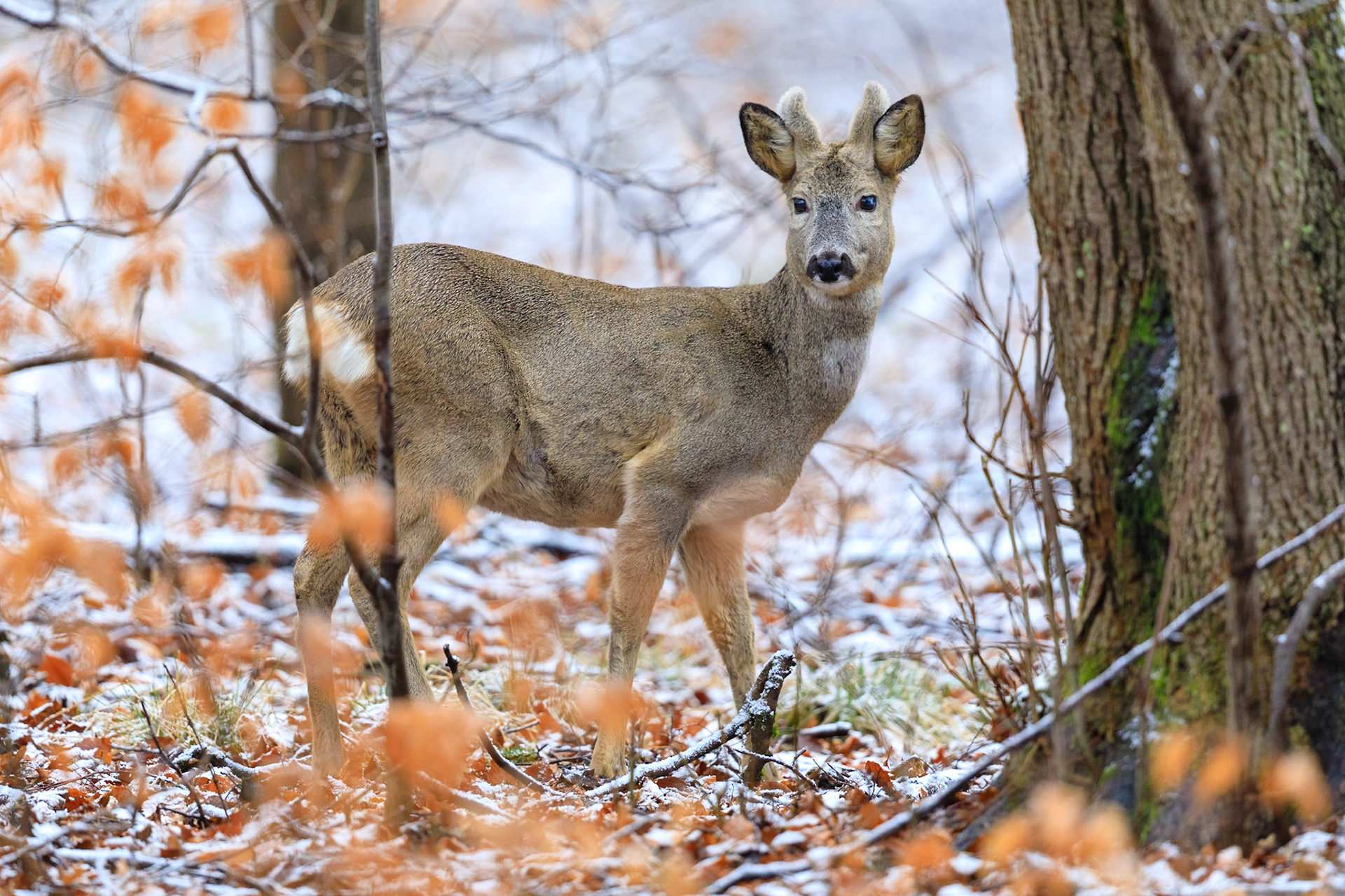 Ein über 10-jährigr Rehbock im Bast mit bliendem Licht auf der linken Seite (grauer Star) - der Bock wurde am Folgetag von einem Hund gerissen
