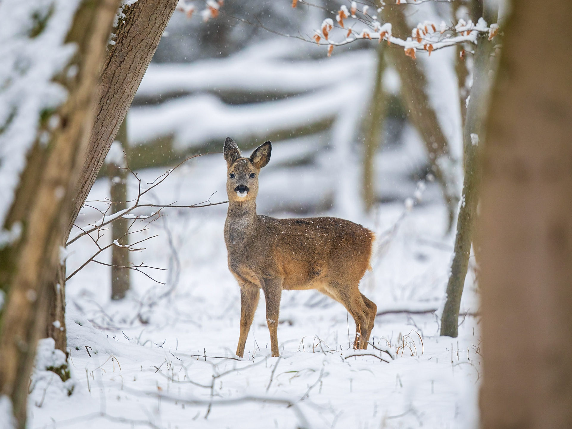 Ein weibliches Kitz bei leichtem Schneefall in offenem schneebedecktem Laubwald