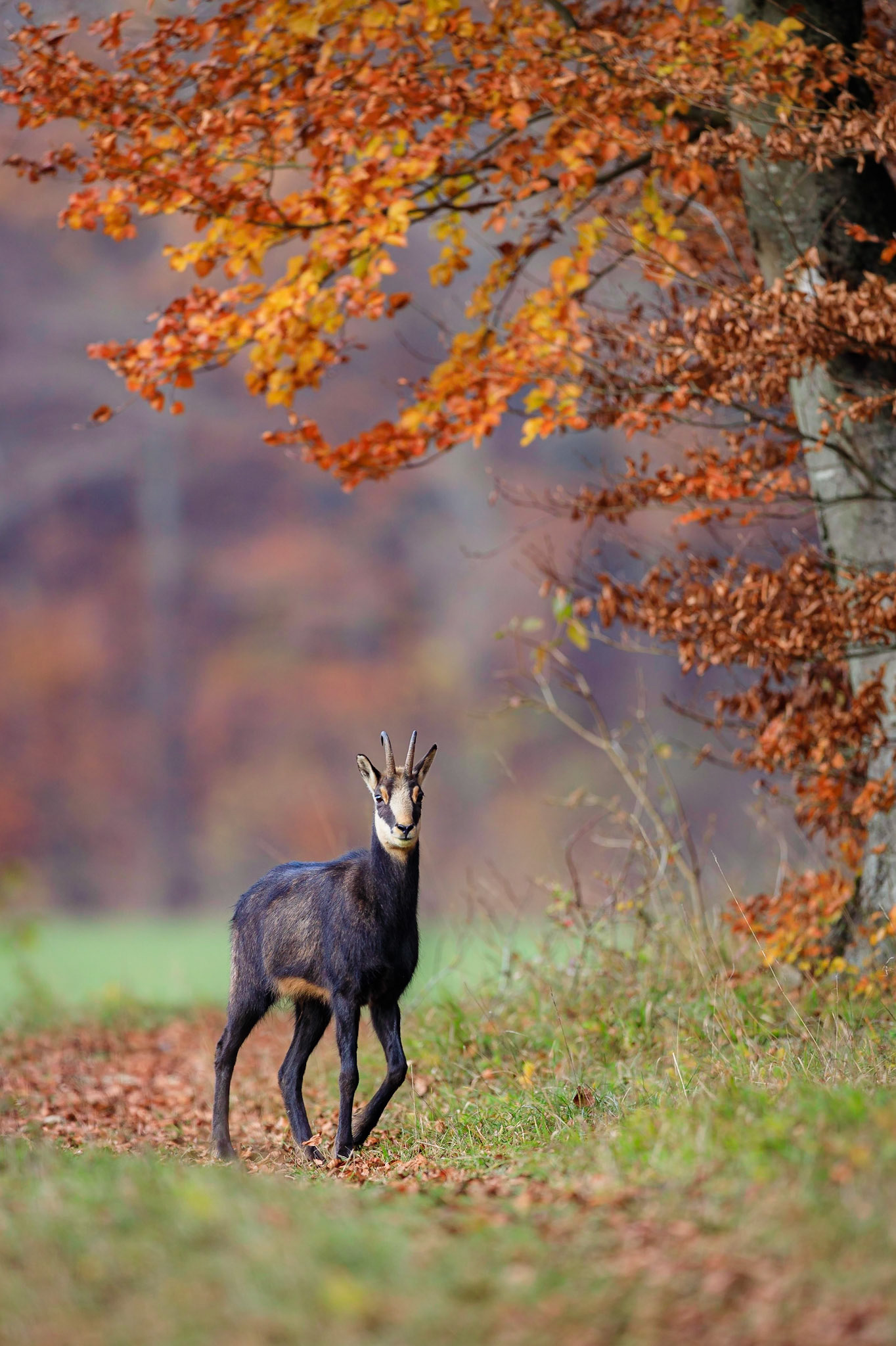 Junger Gamsbock auf der Fränkischen Alb
