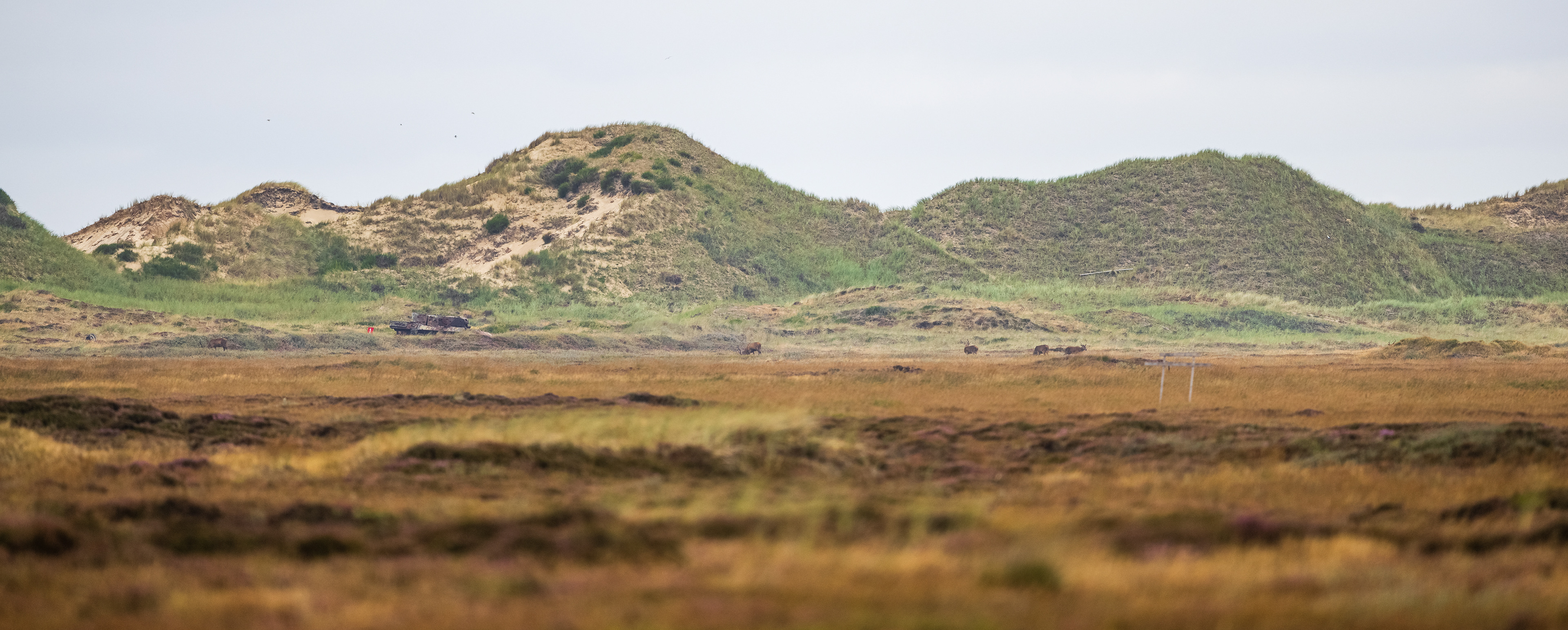Ein kleines Rudel Rothirsche vor Sanddünen und alten Panzerwracks.