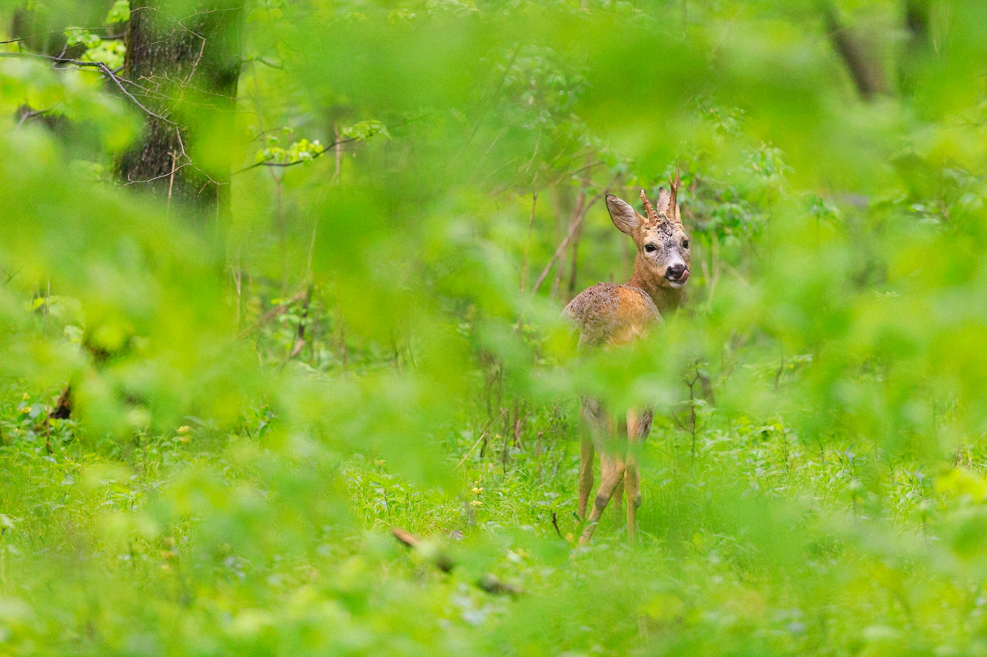 Abnormer Bock an der Badenburg