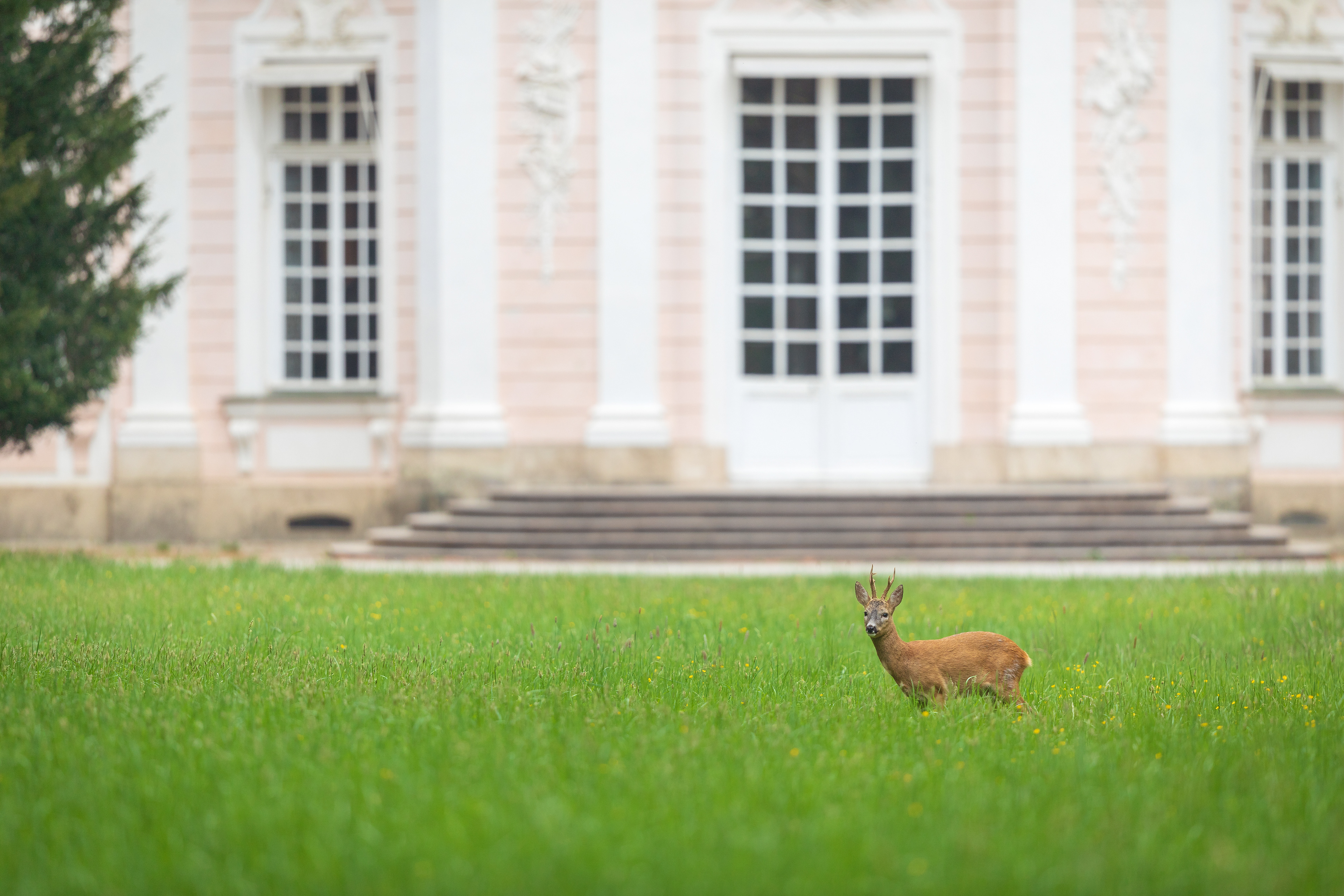 Nymphenburger Schlosspark: Alter Rehbock vor der Amalienburg.