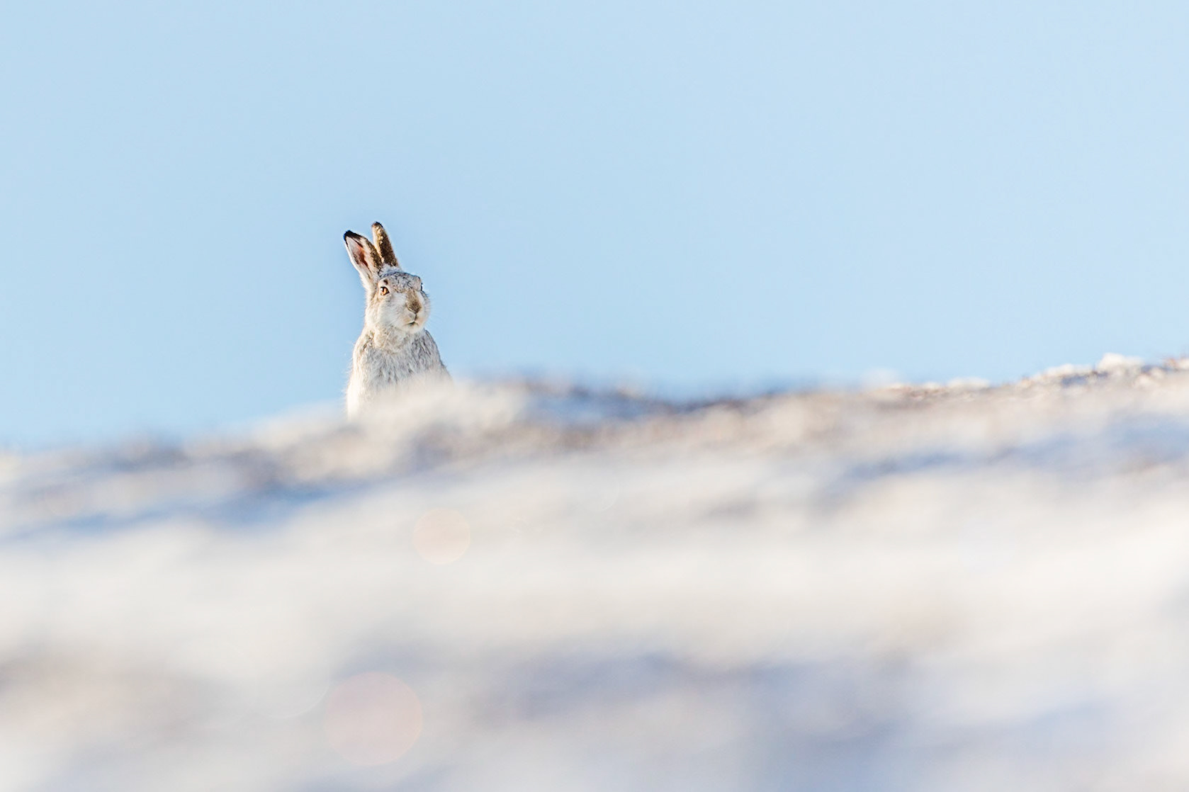 Wachsamer Alpenschneehase.