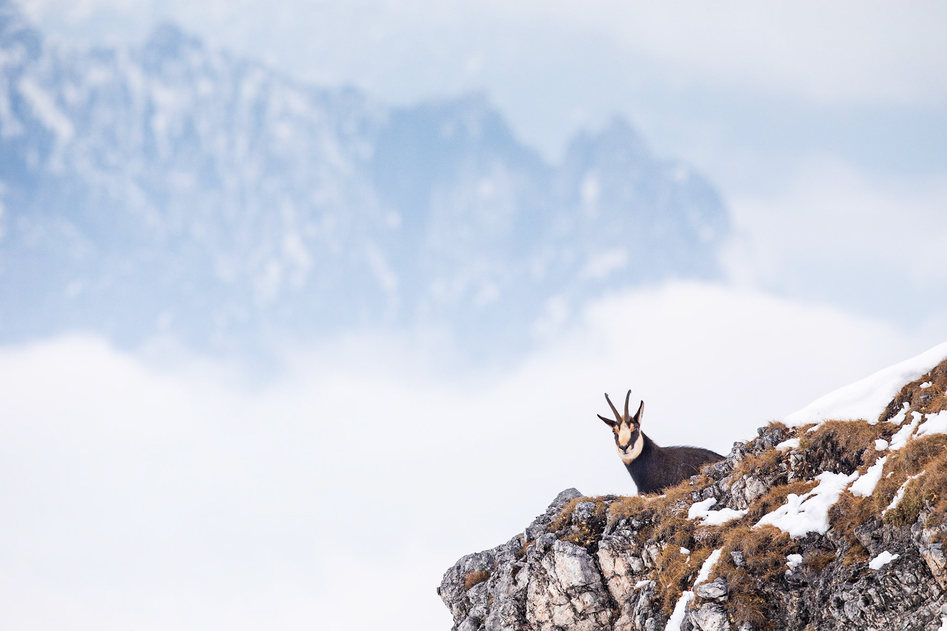 Gamsbock vor der ruhenden Hexe im Berchtesgadener Land.