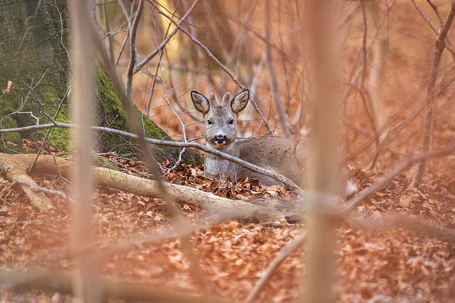 Alter ruhender Bock im Bast im rötlichen Buchenrauschen