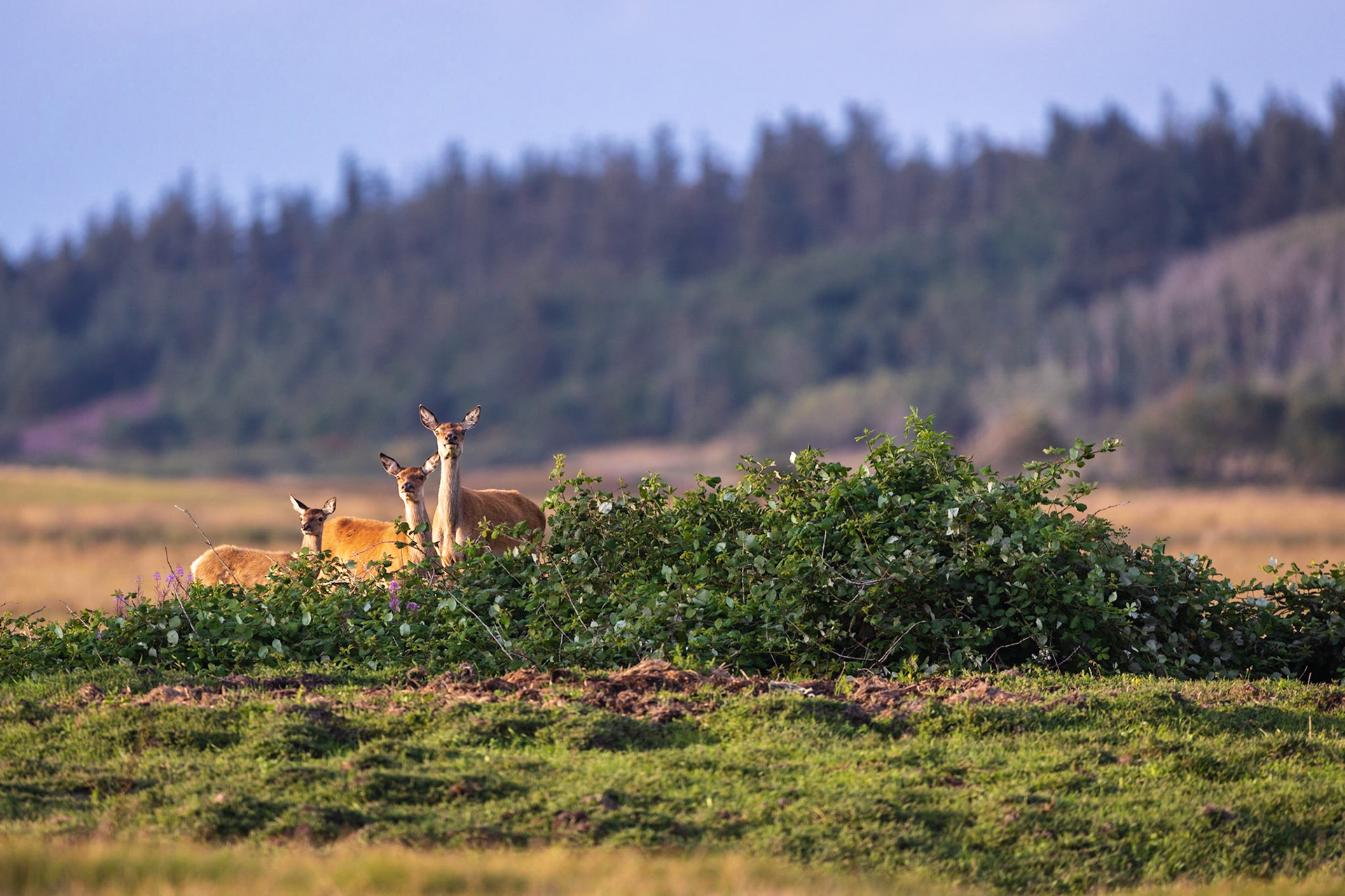 Alttier, Schmaltier und Kalb