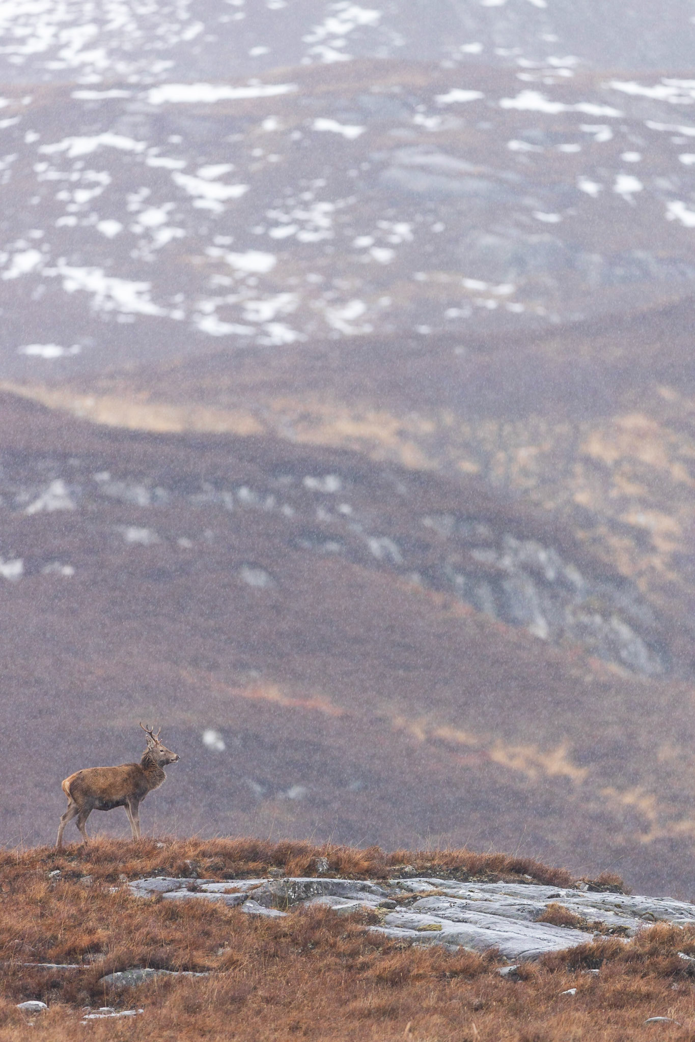 Ein zweijähriger Sechser