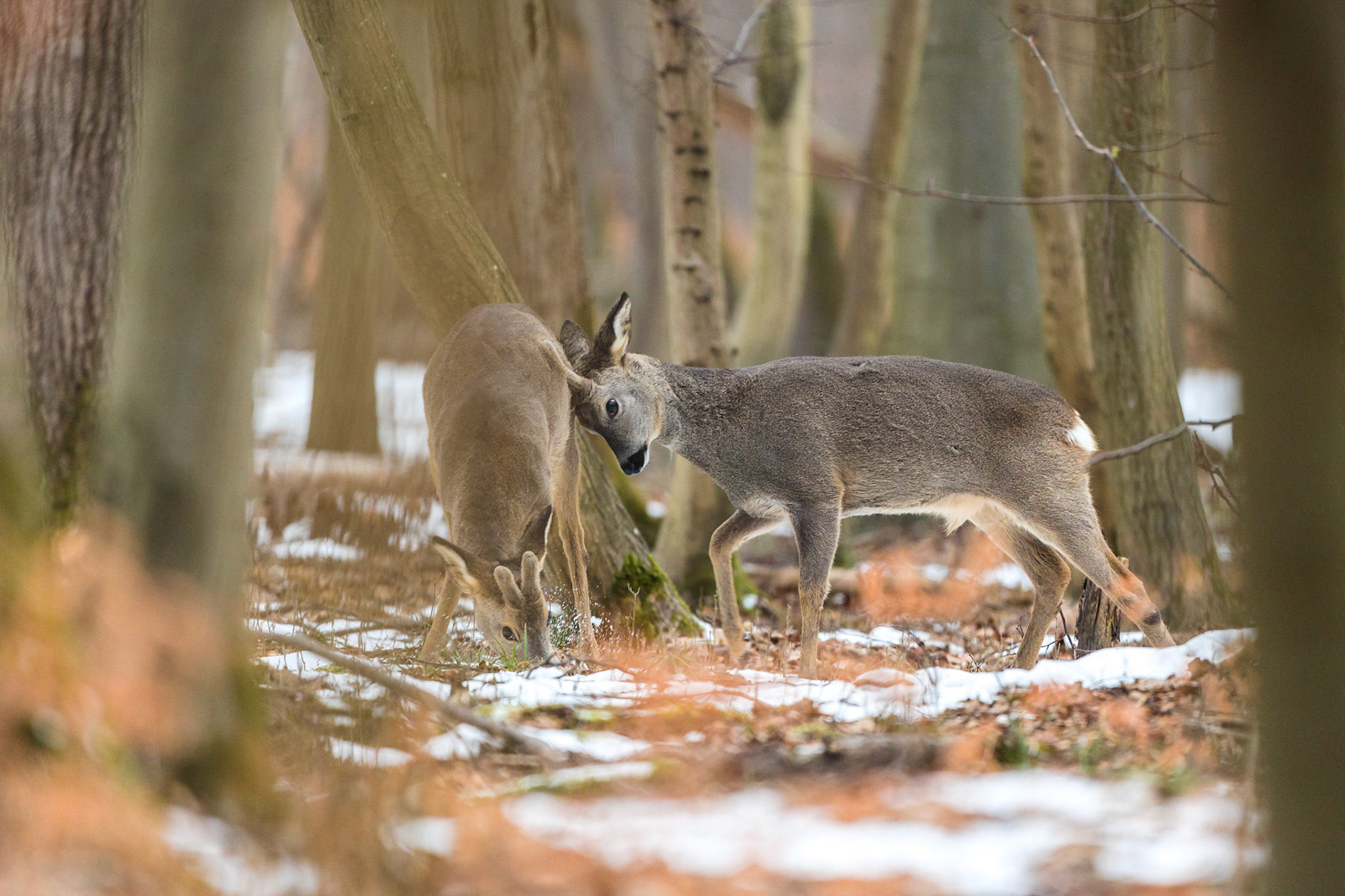 Zwei junge Rehböcke im Bast im spielerischen Kampf im schneebedeckten Stangenholz