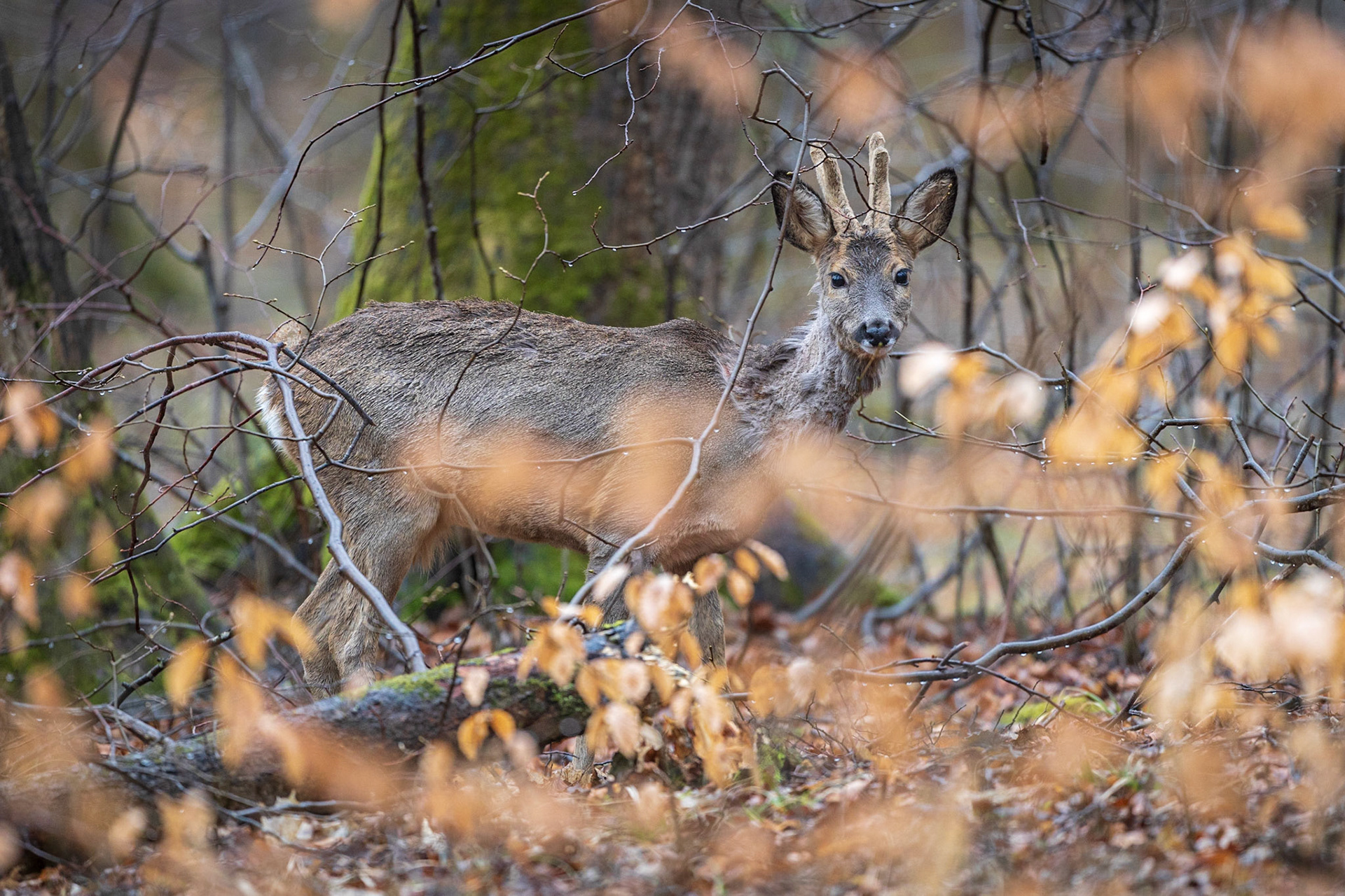 Rehbock im Bast verhofft in Unterholz im Regen