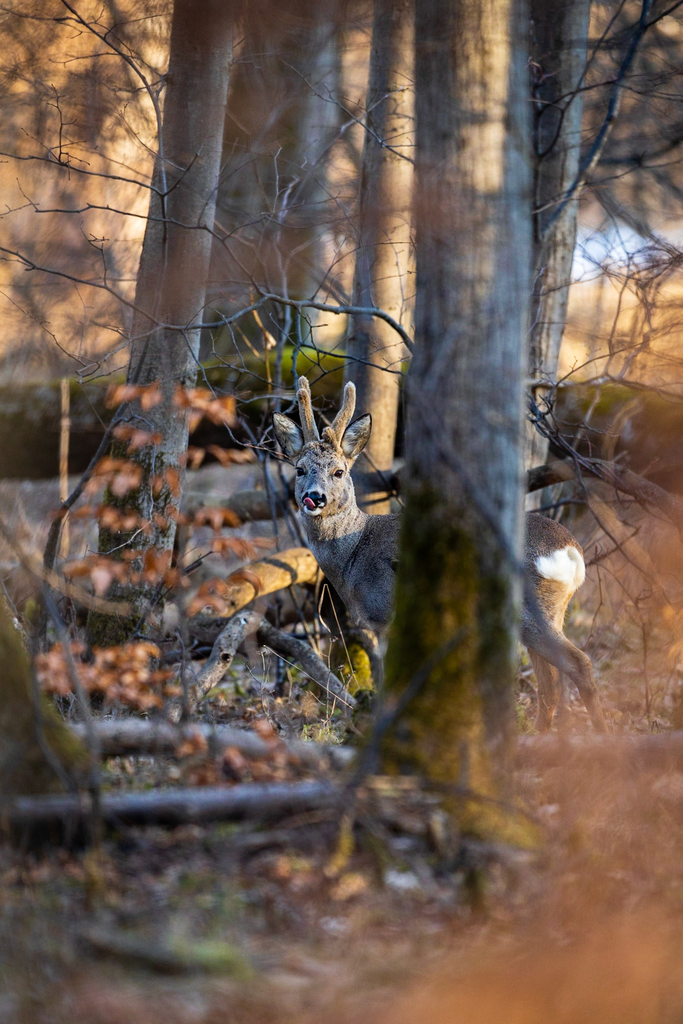 Abnormer Rehbock im Bast leckt sich den Windfang in lichtem Laubwald