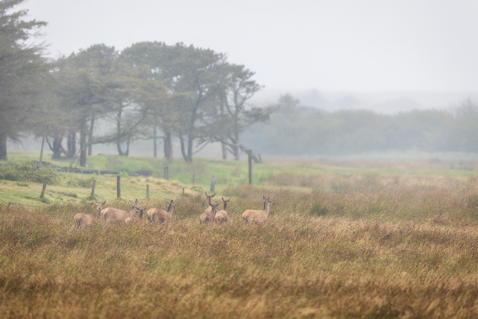 Kahlwildrudel im Regen und Sturm