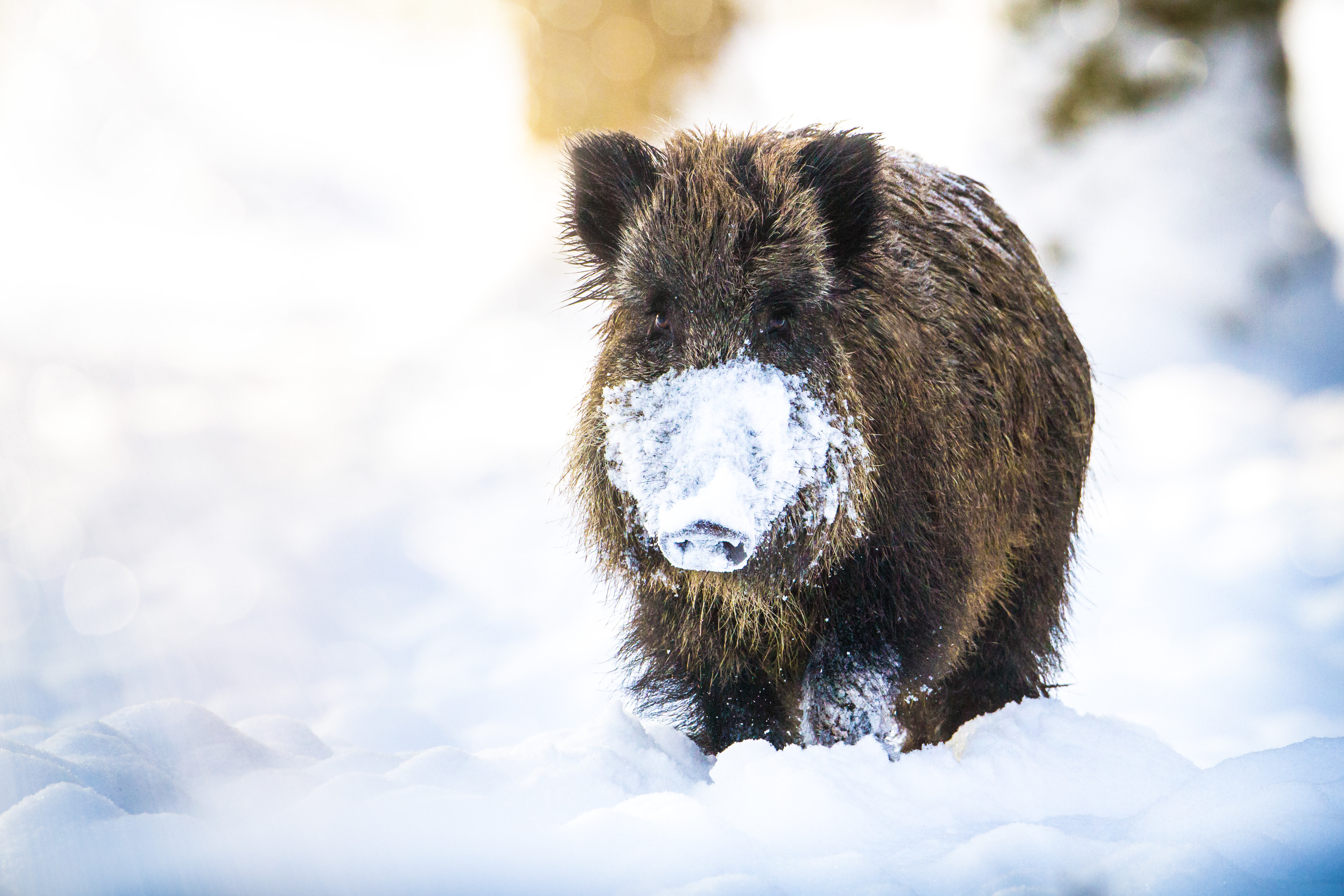 2nd prize - animal category