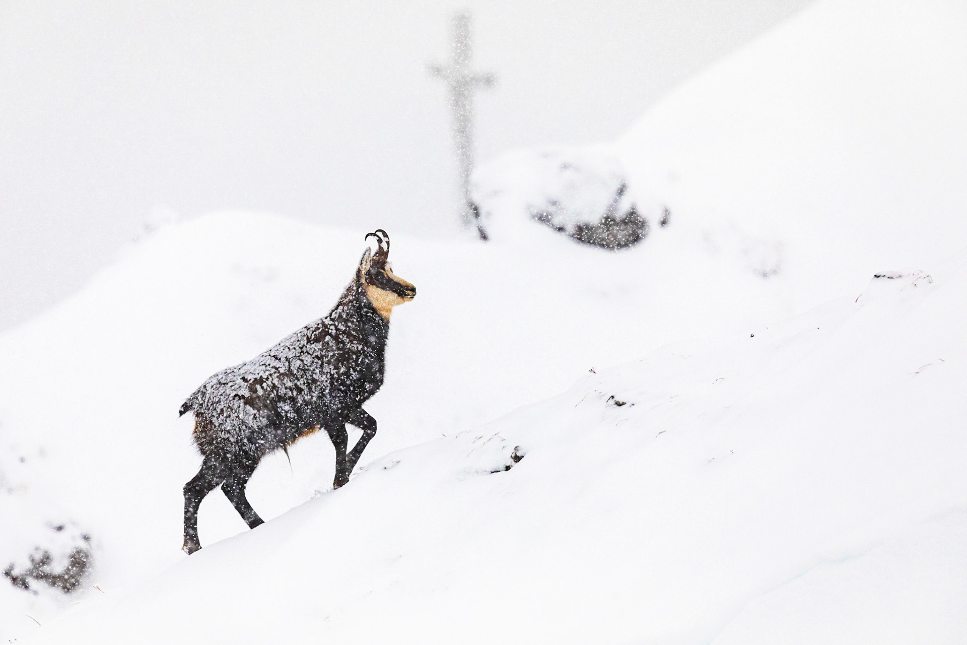 Gamsbock im Schneetreiben am Gipfelkreuz.