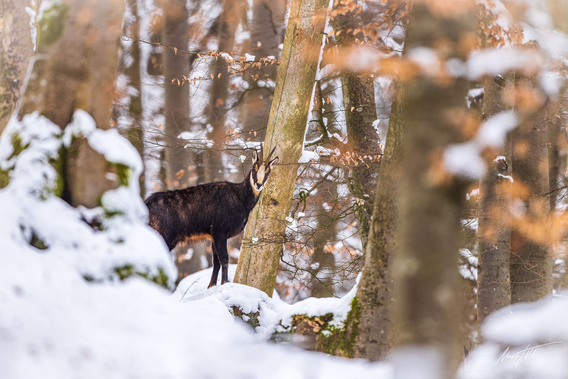 Gamsgeiß im verschneiten Mittelfranken.