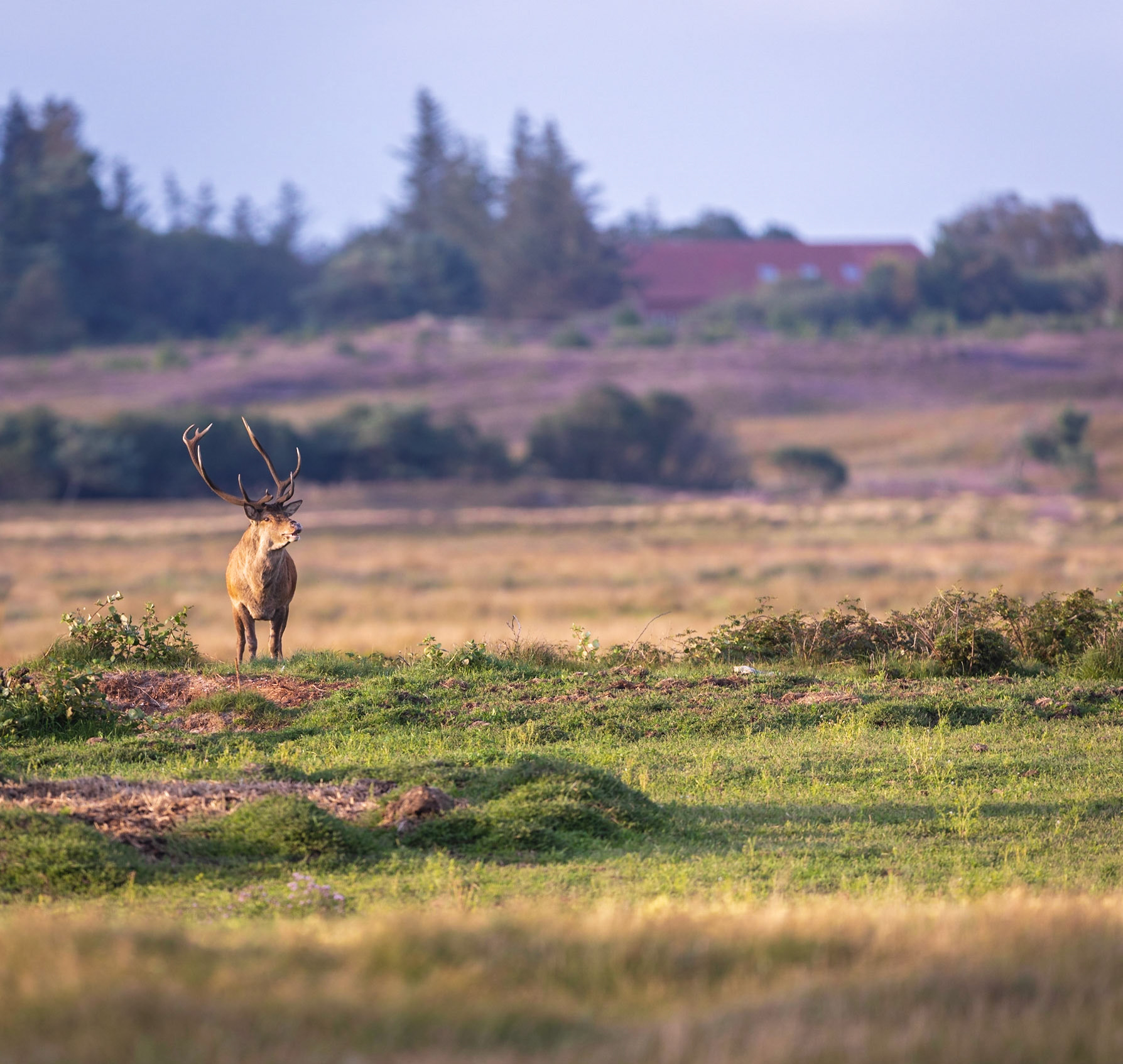 Alter abnormer Rothirsch blühender Heidefläche