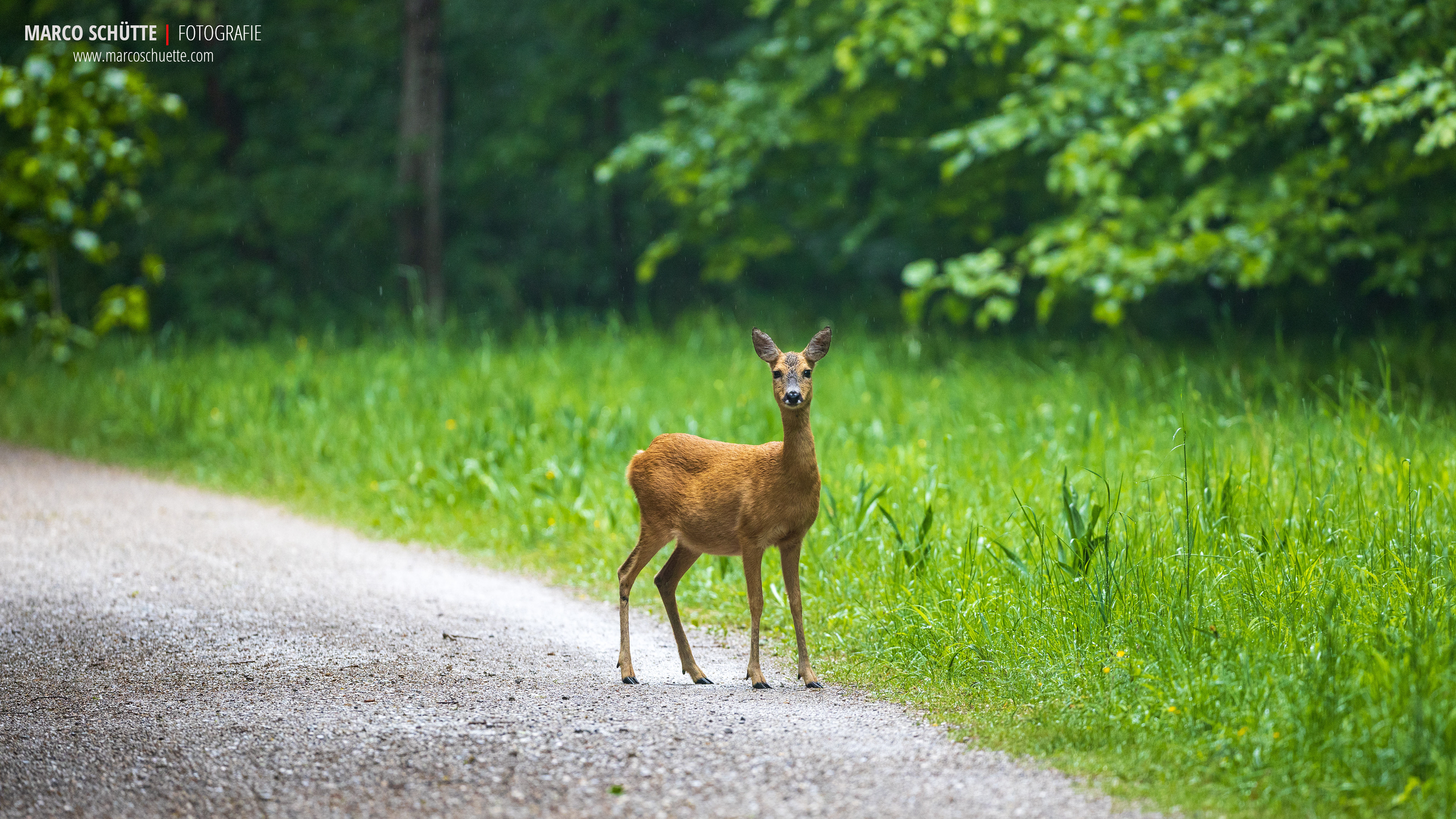 Rehgeiß auf einem Wanderweg.