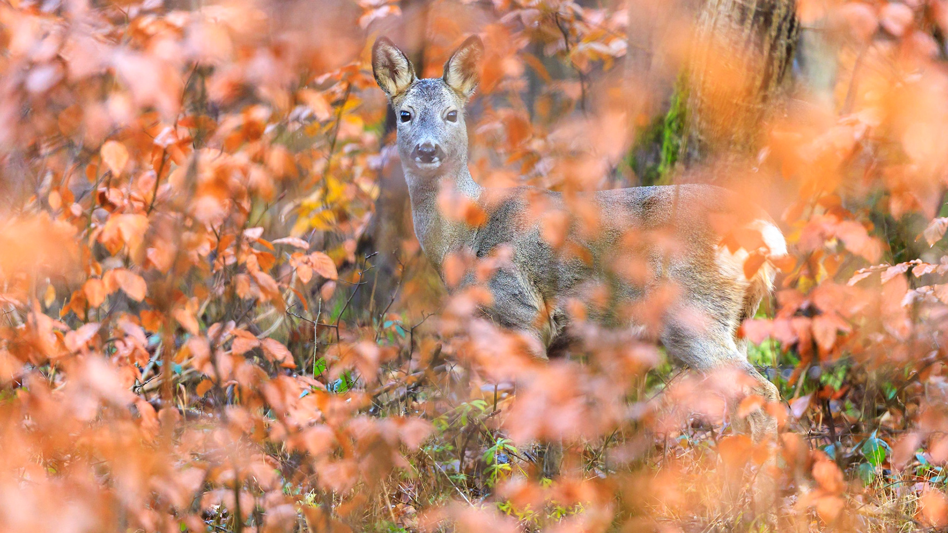 Ricke sichert in von Buchenblättern rot verfärbtem Laubwald im Winter