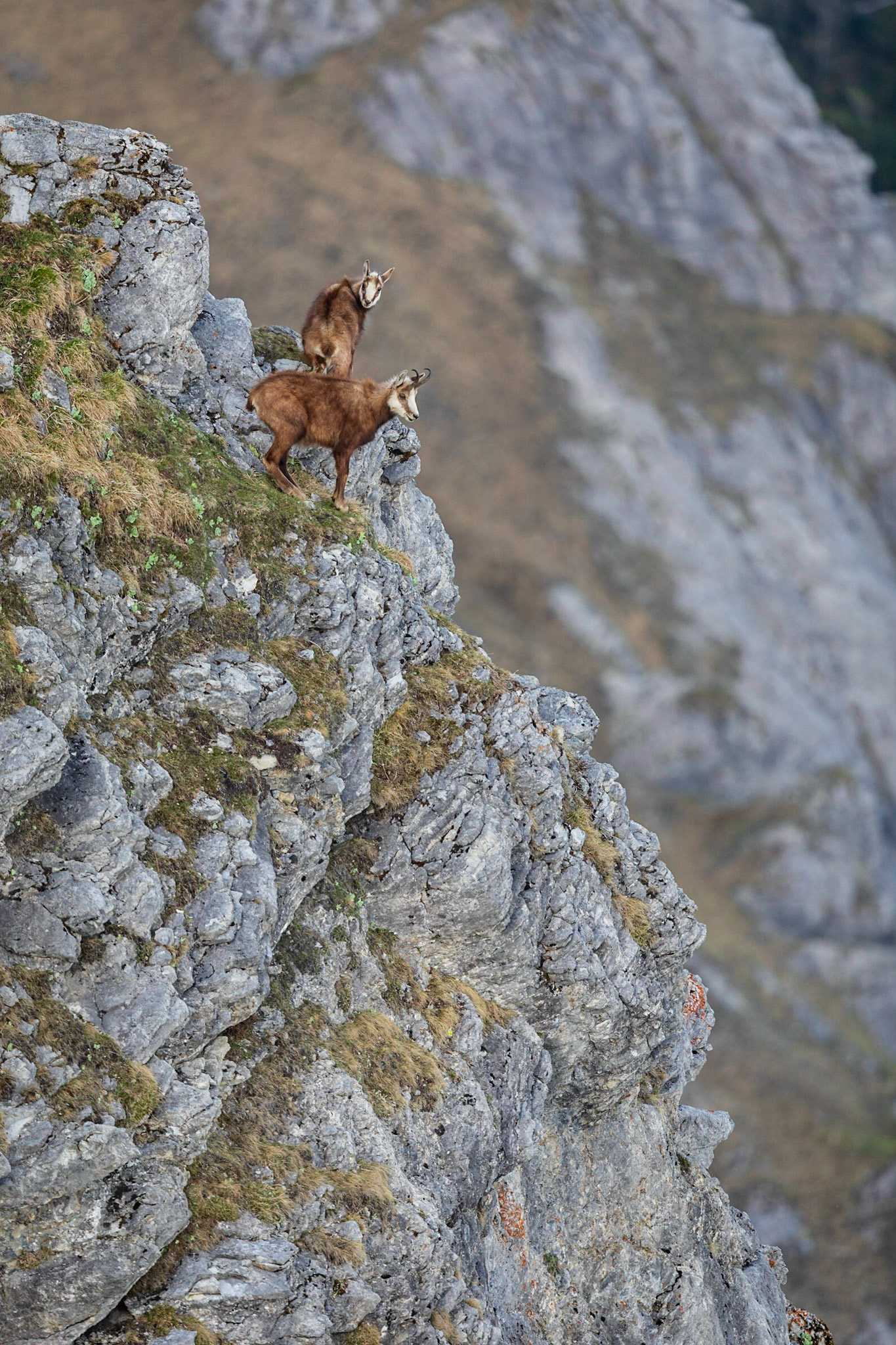 Gamsgeiß mit Gamskitz.