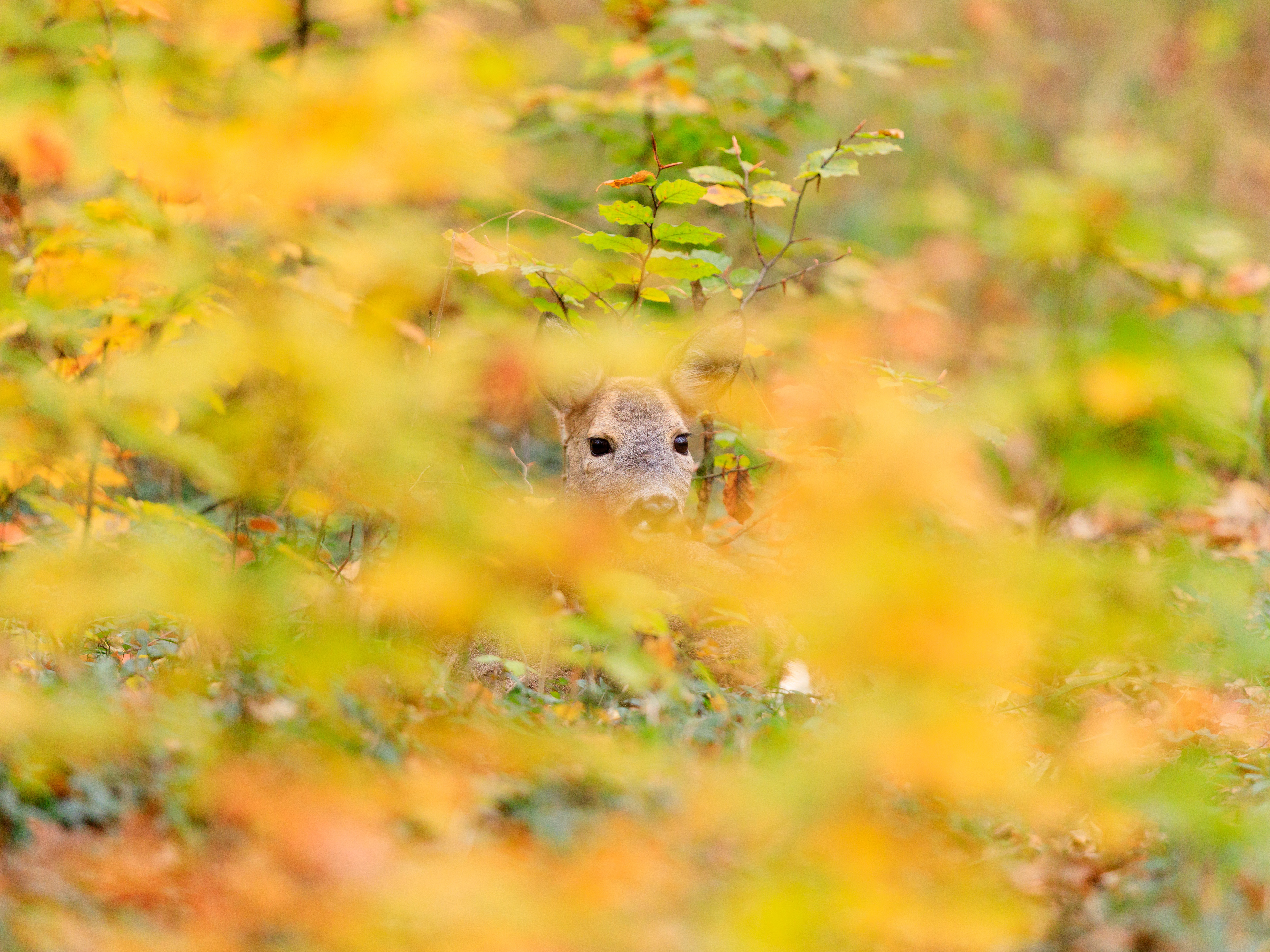 Der Herbst zieht ins Land. Eine Rehgeiß im Schlosspark.