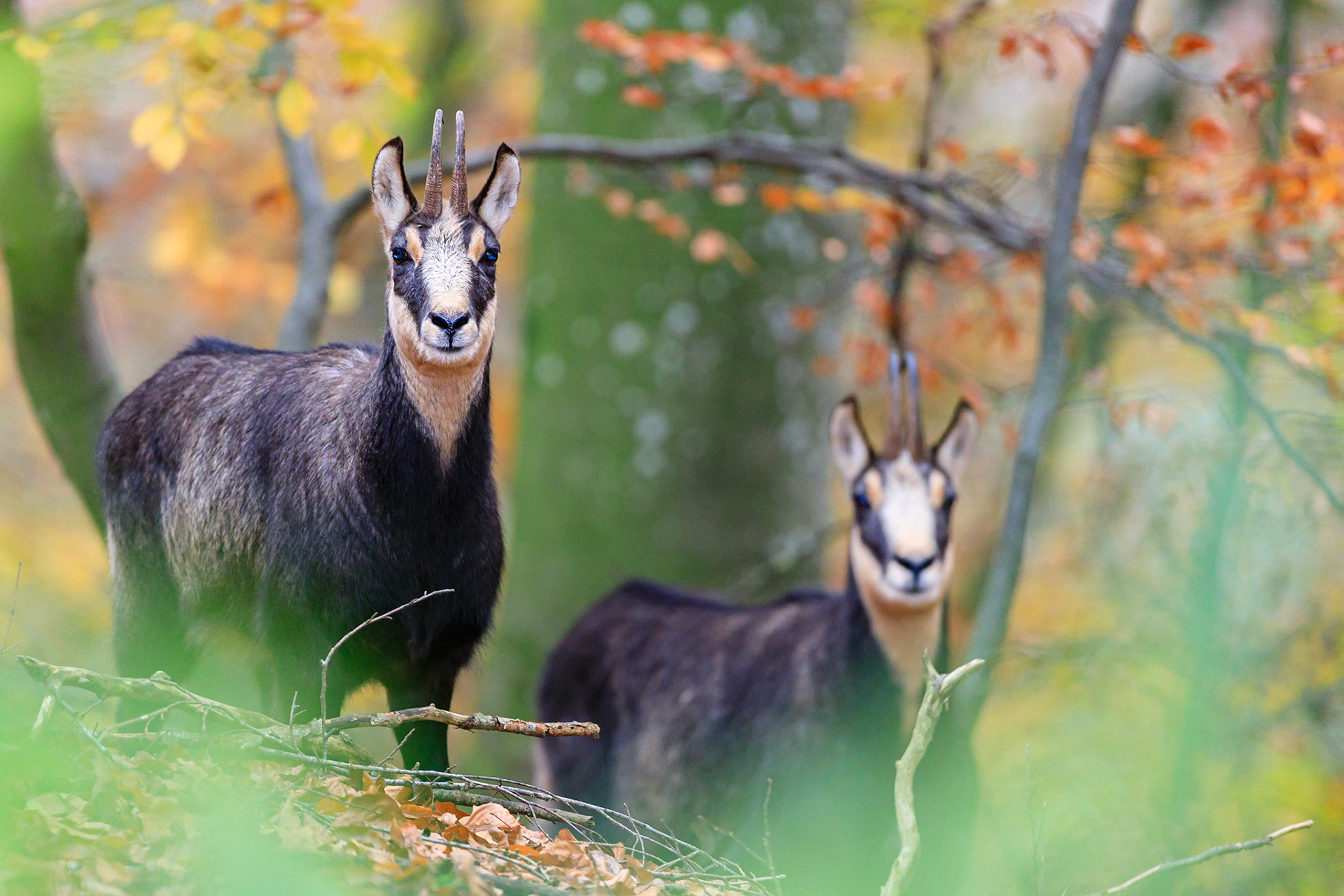 In Mittelfranken lassen sich auffällig viele Gämse mit sehr eng gestellten Krucken beobachten. Eine Laune der Natur oder bereits Zeichen von Inzucht?