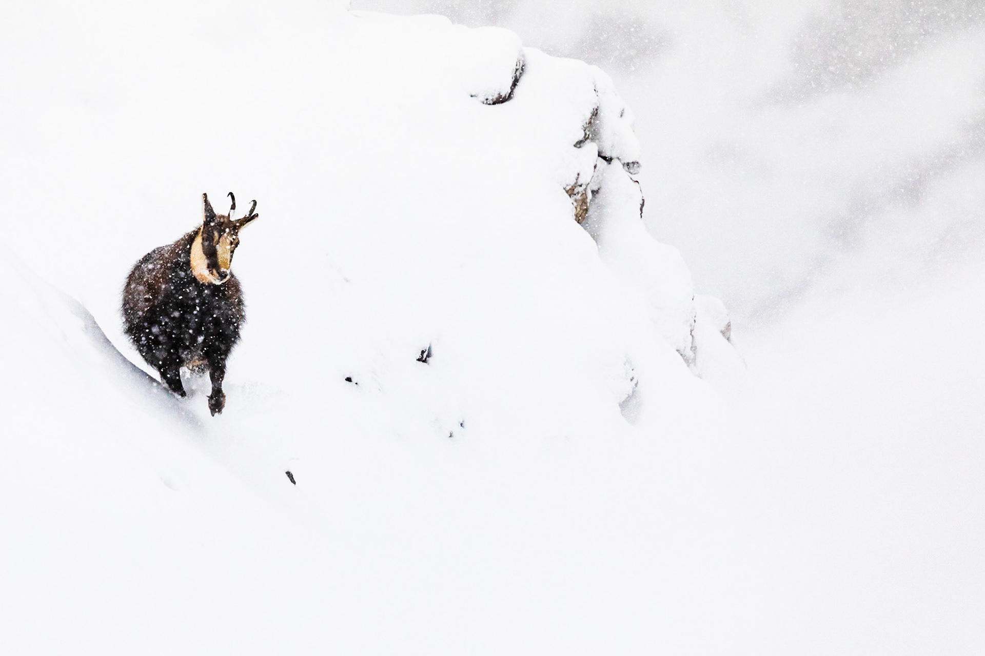 Brunftender Gamsbock im Schneetreiben.