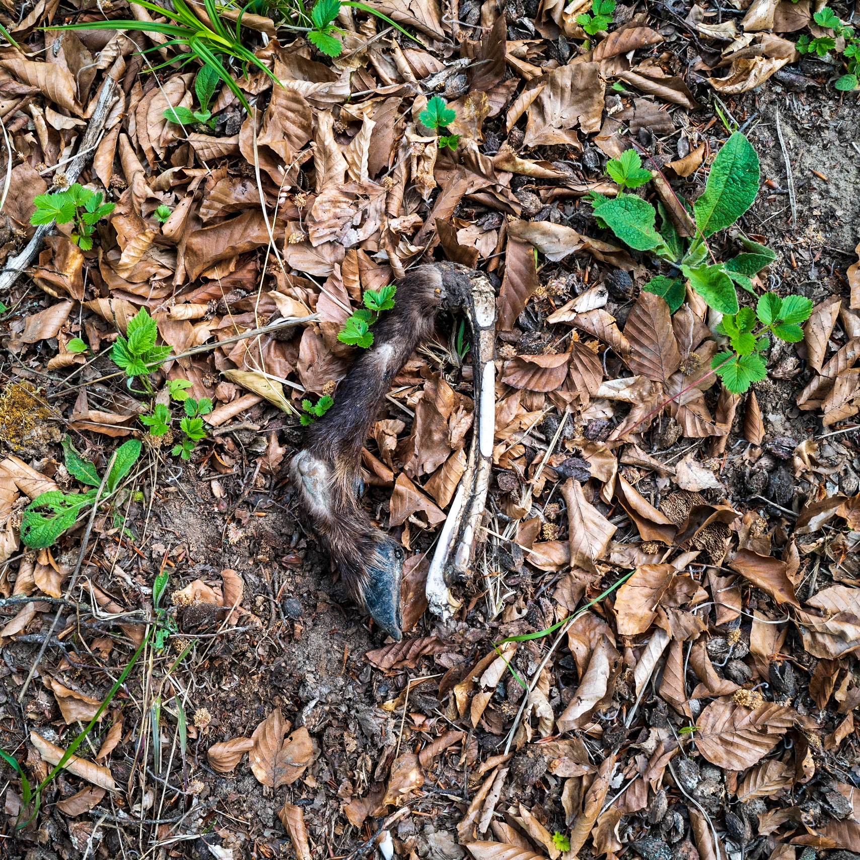 Gerissen oder natürlich verendet? Gamslauf in Mittelfranken.