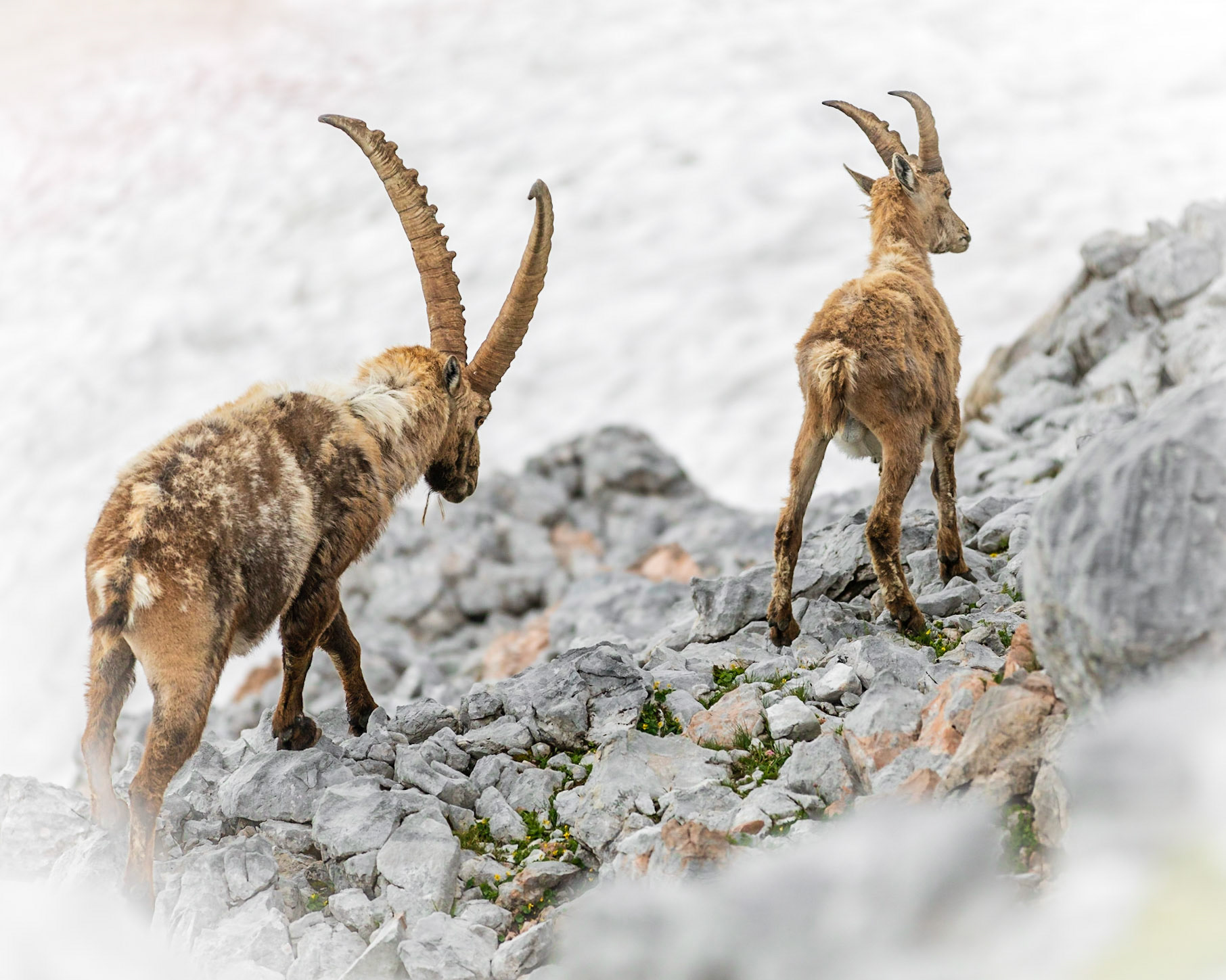 Alter und junger Steinbock